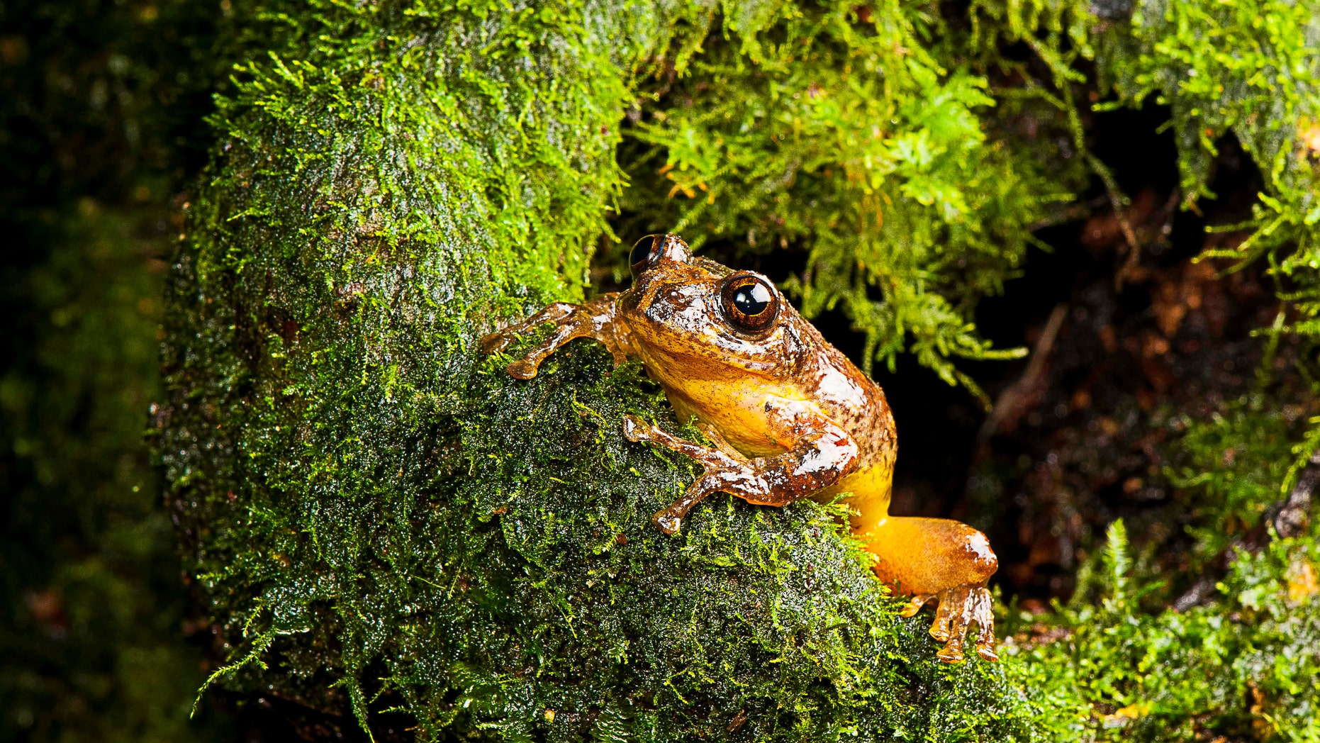 This 2010 photo provided by biologist S.D. Biju shows a Frankixalus jerdonii, belonging to a newly found genus of frogs, seated in the wild. The frogs live high in the forest canopies of northeastern Indian jungles. (SD Biju via AP)