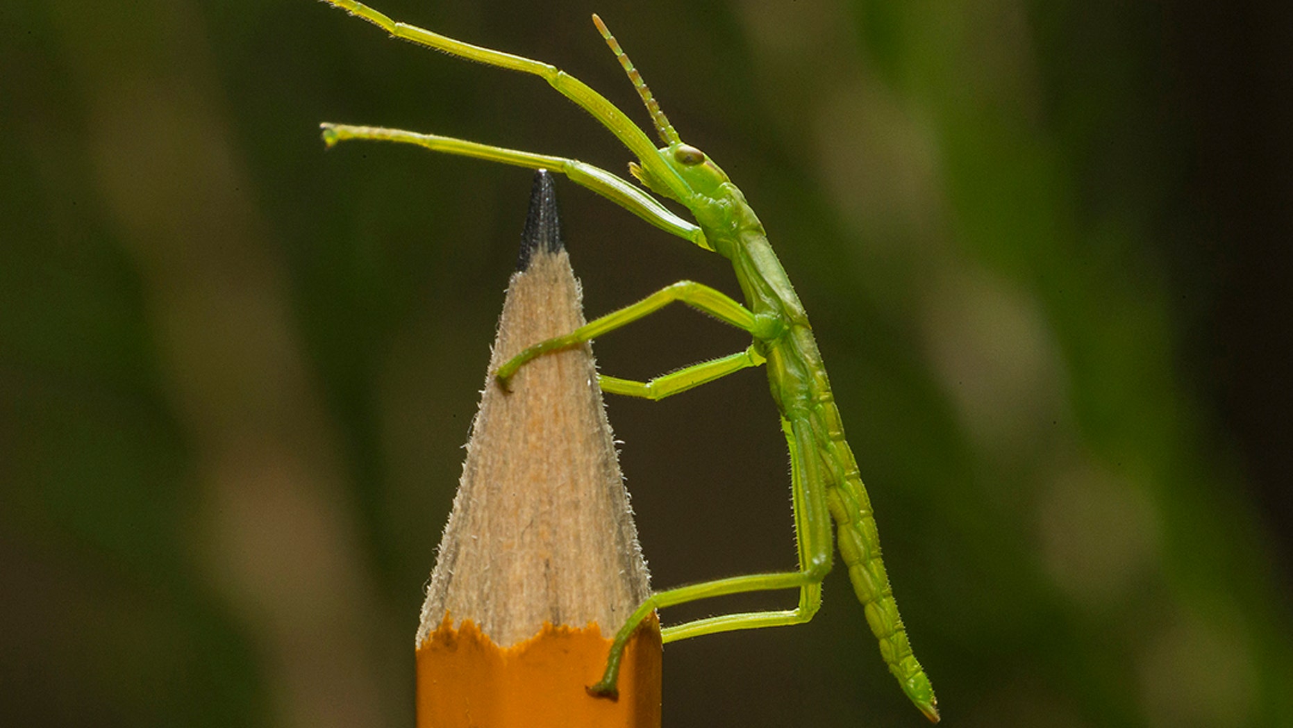 One of the newly-hatched tree lobster stick insects (Ken Bohn, San Diego Zoo).
