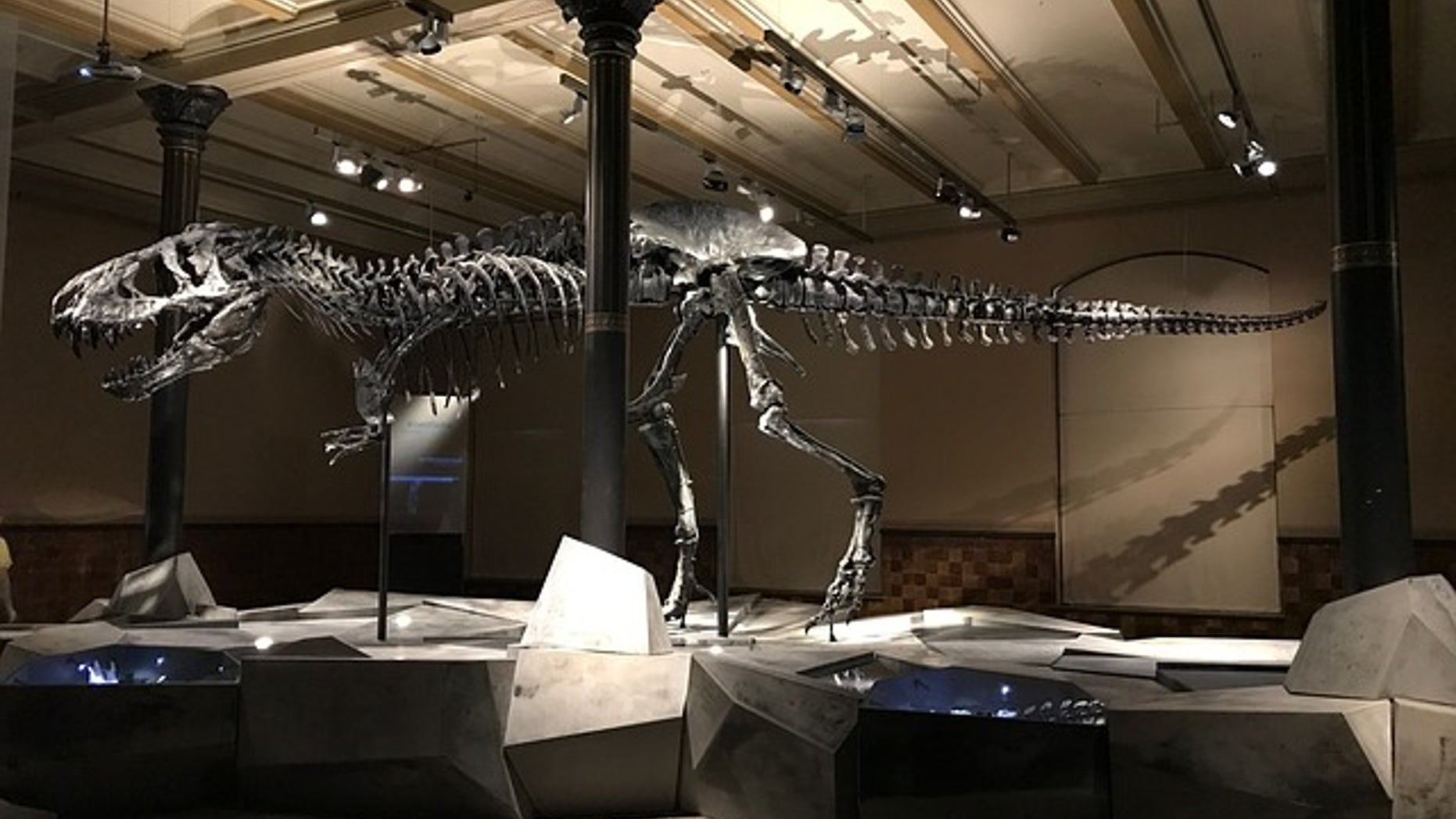 Fossil remains of a <em>Tyrannosaurus rex</em>, a dinosaur species that became extinct due to extreme climate conditions at the end of the Cretaceous period about 65.5 million years ago.