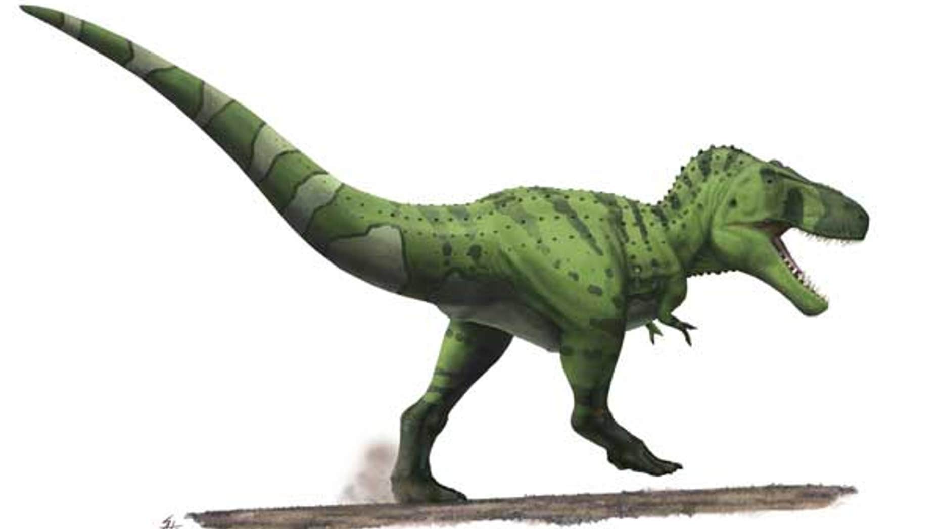 Here a fleshed-out reconstruction of the meat-eater T. rex reveals its bulky rear end and tail muscles