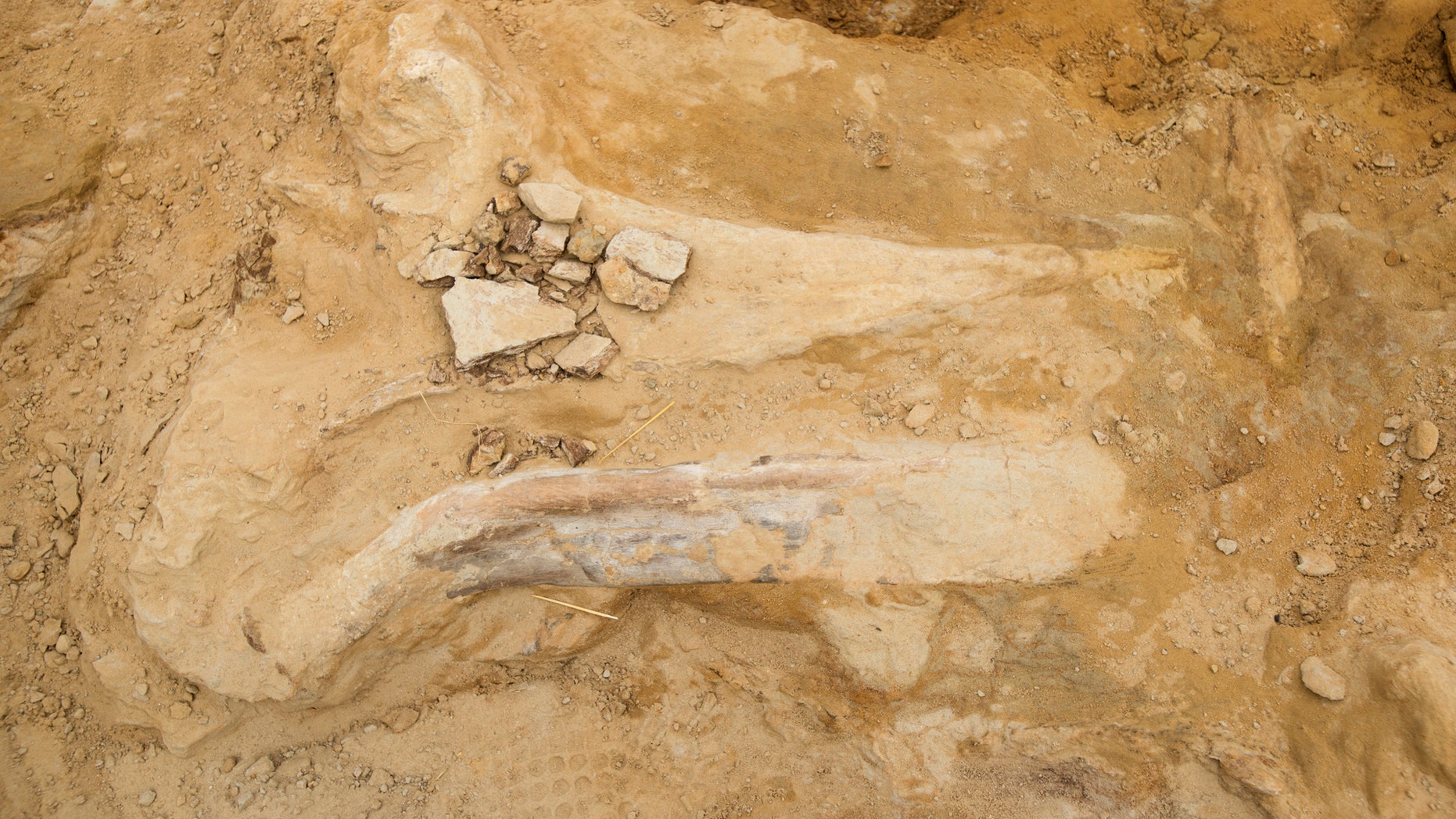 Triceratops in Thorton