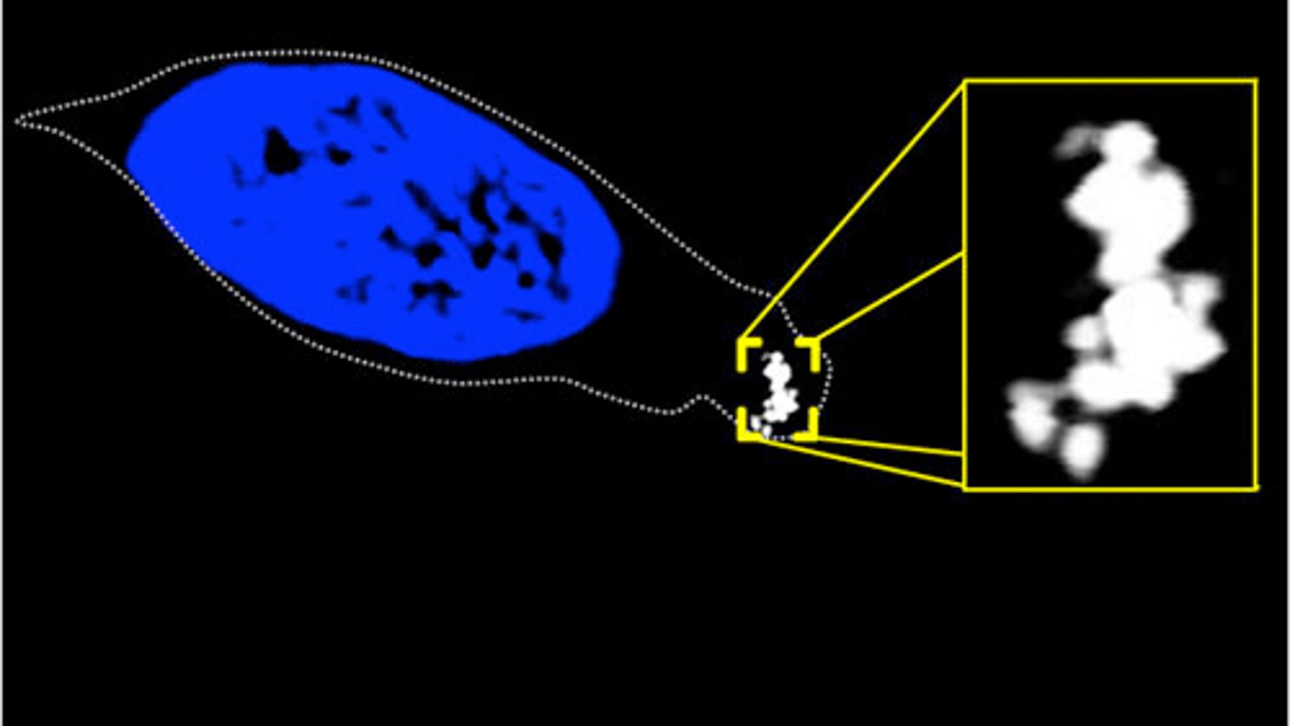 Confocal microscopy image of a cell from the nasal passage of a trout. The outline of the cell is indicated by a dotted line, the blue area is the nucleus, and the white substance highlighted in the yellow box is a clump of magnetite crystals, which rotate the cell one way or the other in the presence of a magnetic field.
