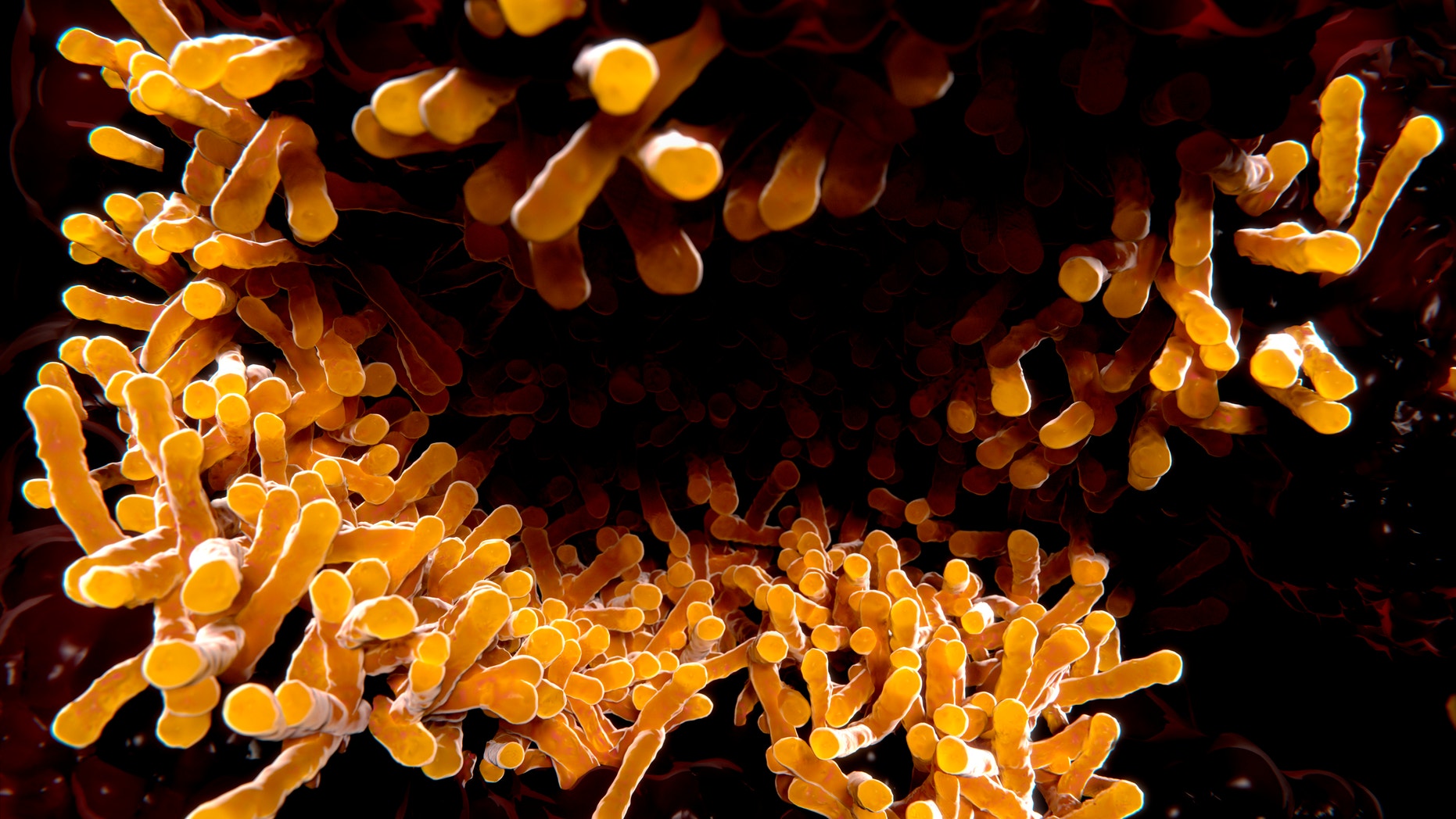 An image of tuberculosis bacillus.