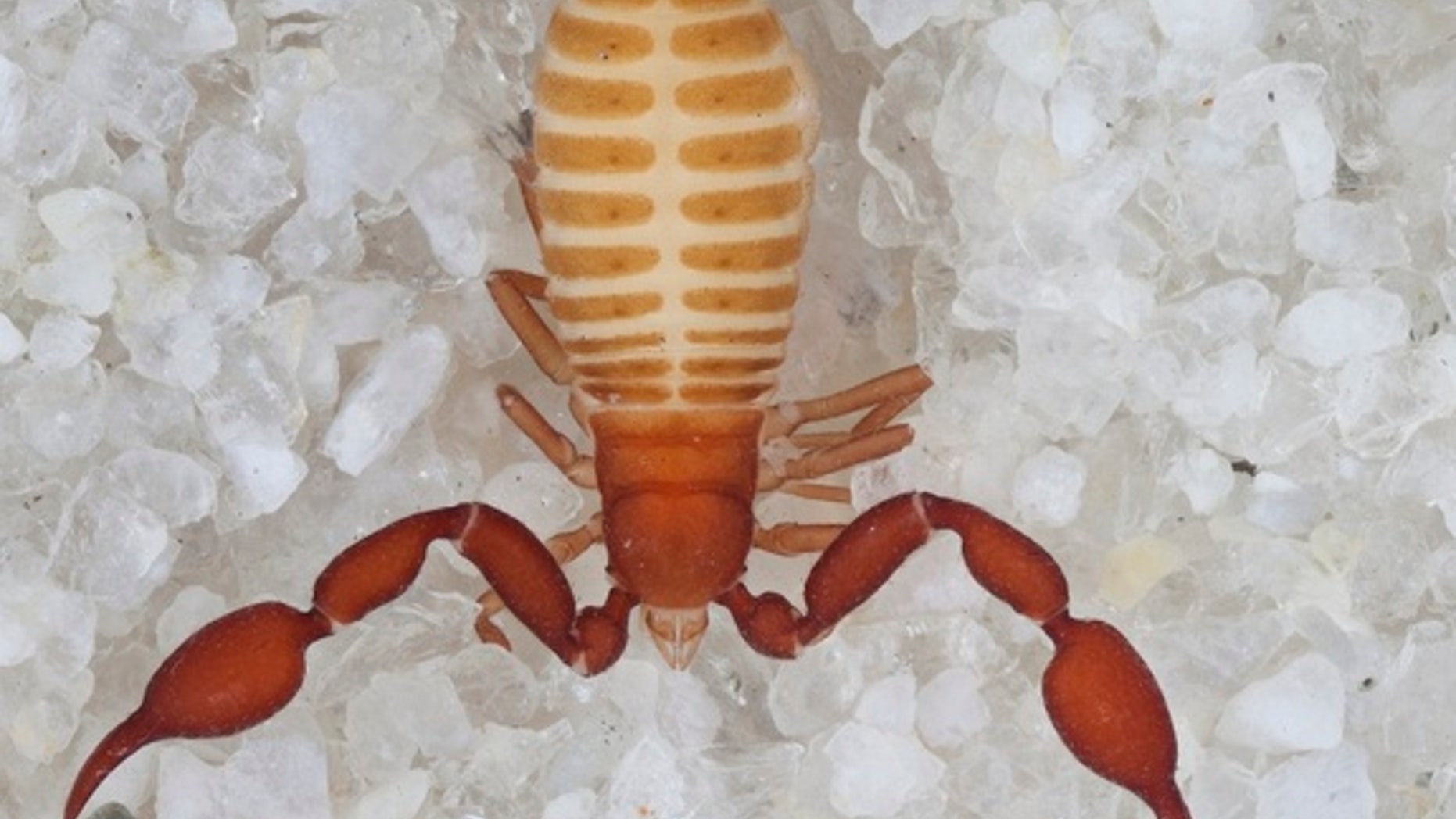 Two new species of cave-adapted, eyeless pseudoscorpions have been discovered in a cave on the northern rim of the Grand Canyon. Here, one of the species, <i>Tuberochernes cohni</i>.