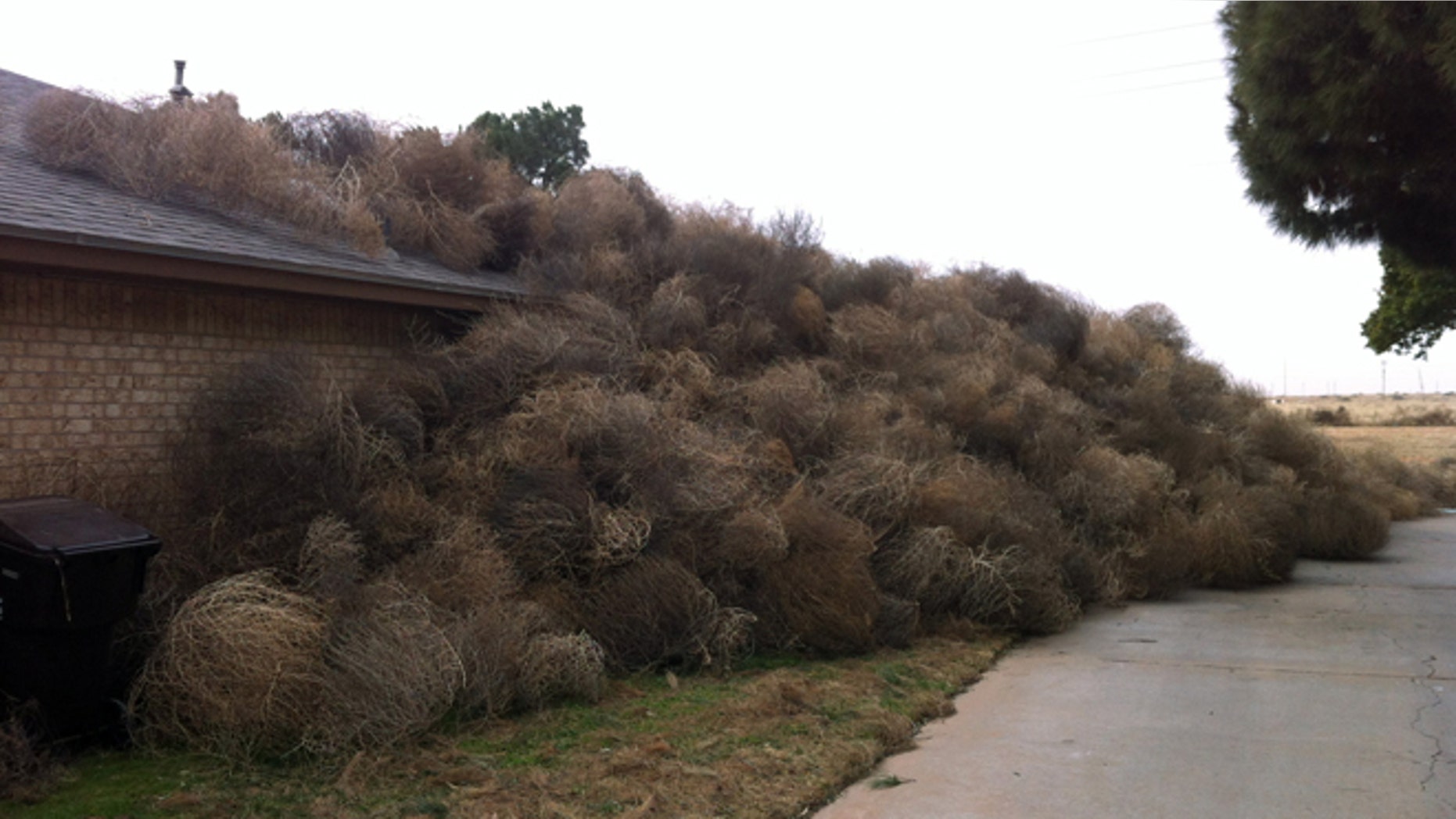 This photo provided by Josh Pitman shows the side of Pitmans' home in Midland, Texas obscured by tumbleweeds. Winds in excess of 60 mph that accompanied Mondays blizzard pushed hundreds of tumbleweeds against the Midland home. Pitman says he recently tore down a fence that would have protected his home from the rambling weeds.
