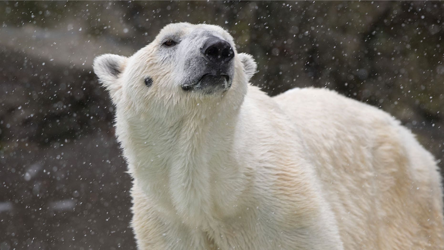 Tundra, 26, was born and raised at the Bronx Zoo.