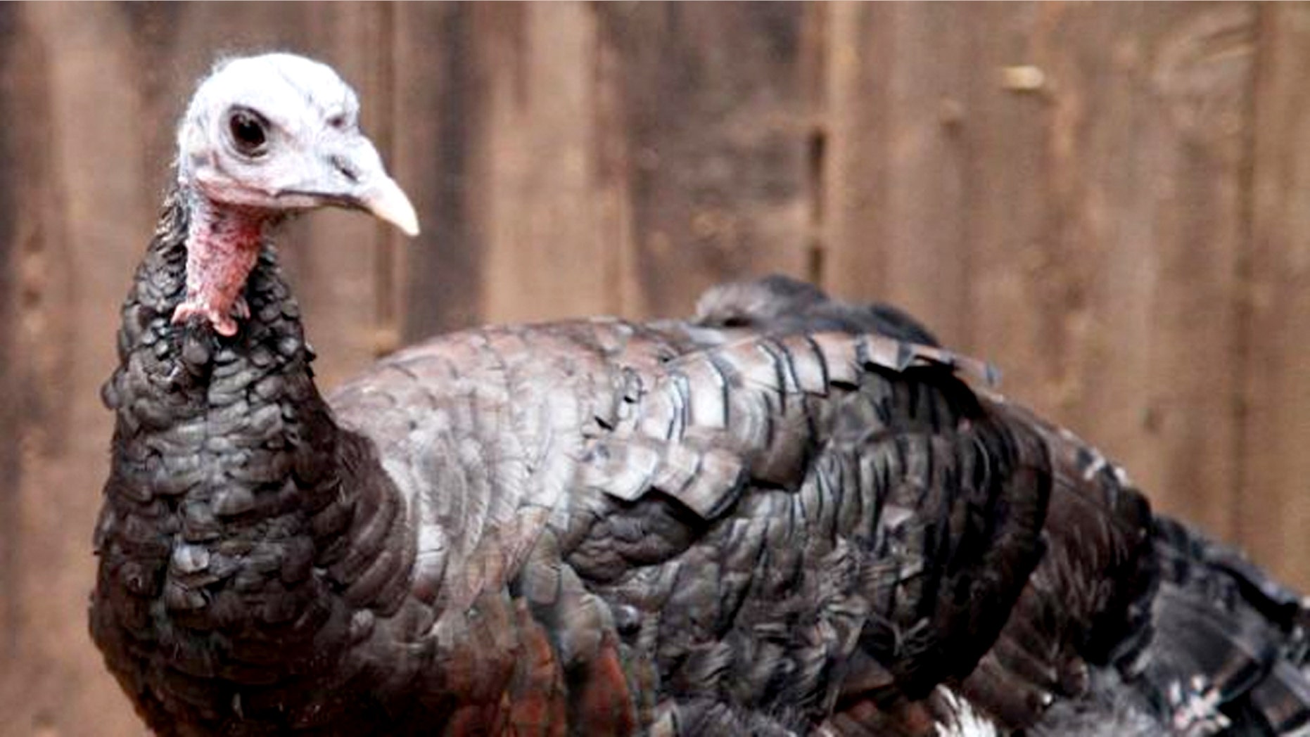 Dogs, horses, pigs and --yes--turkeys are used as emotional support animals on flights.
