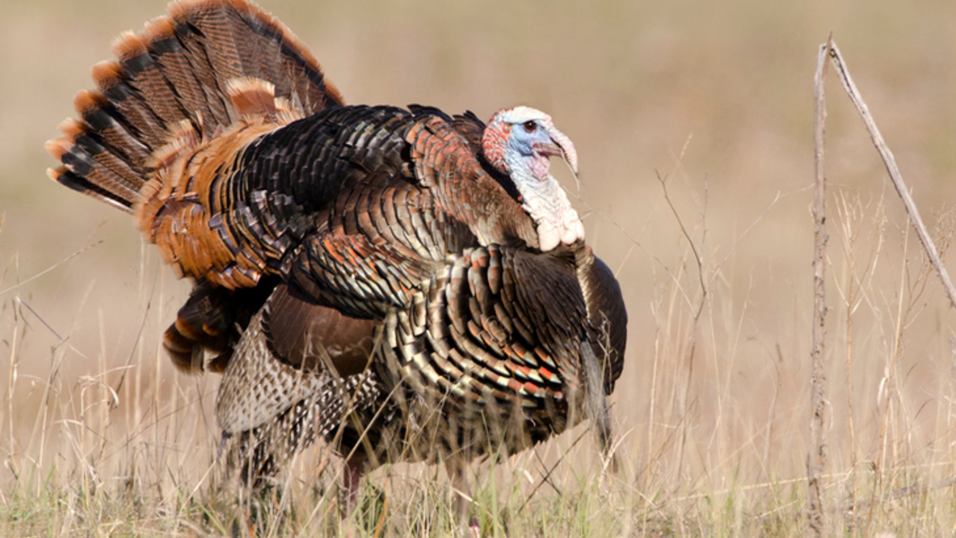 The men had been out hunting turkeys.