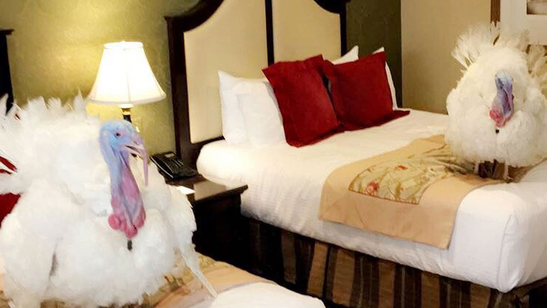 Drumstick and Wishbone are set to be pardoned on Tuesday. In the meantime, they're living it up at a D.C. hotel.