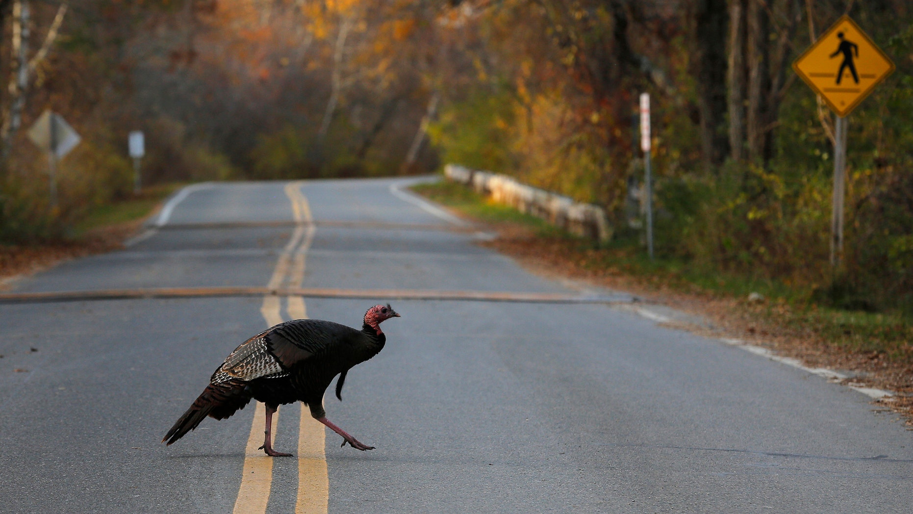 File photo - A wild turkey crosses the road in the Parker National Wildlife Refuge on Plum Island in Newbury, Massachusetts Nov. 10, 2014. (REUTERS/Brian Snyder)