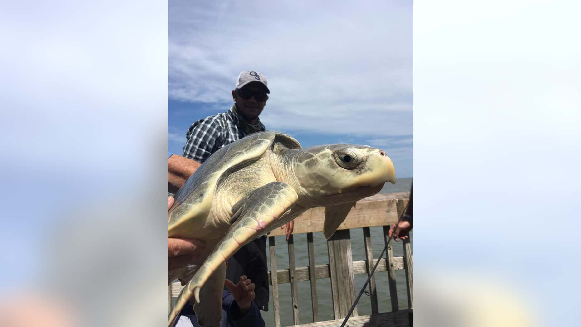 The turtle, which measured 26-inches in length, was released after it was caught.