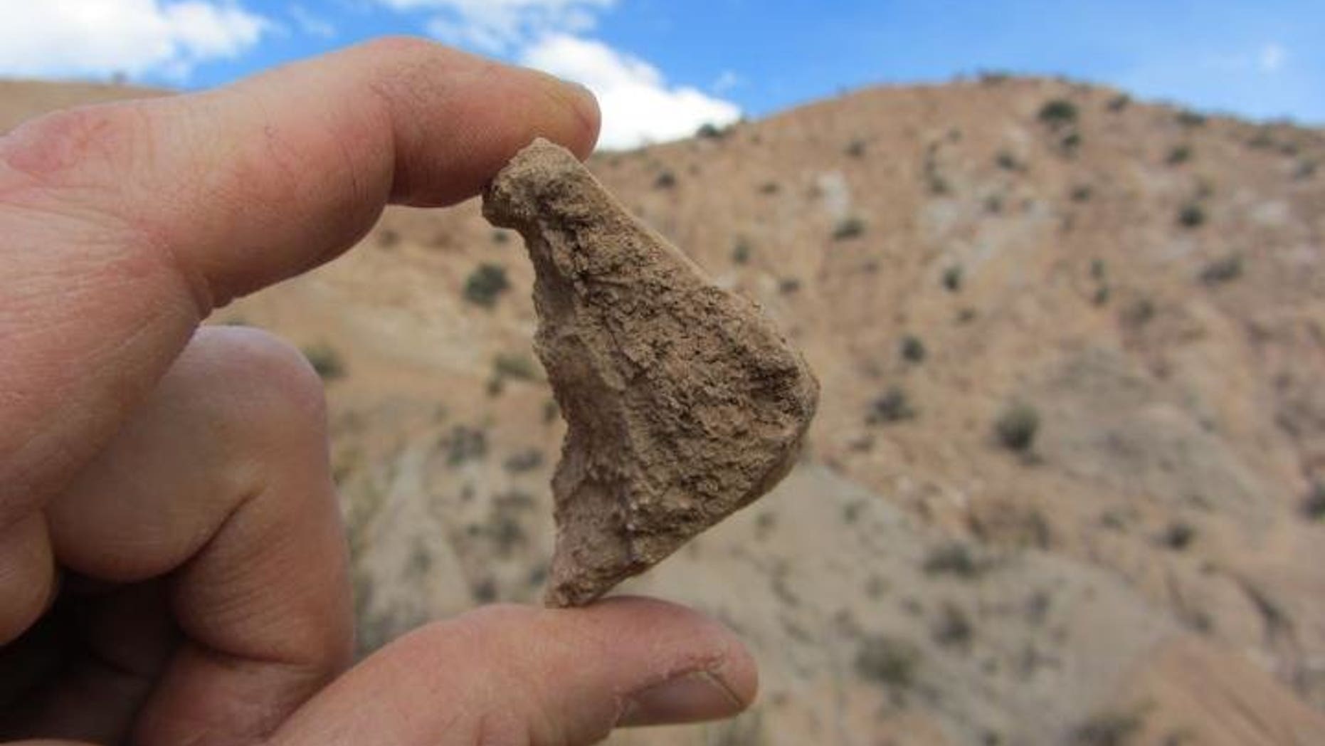 The fossil shell from an extinct tortoise of the genus Chelonoidis, found near Quebrada Honda, Bolivia, is among the fossils suggesting the Altiplano was less than a kilometer in altitude 13 million years ago. (Darin Croft)