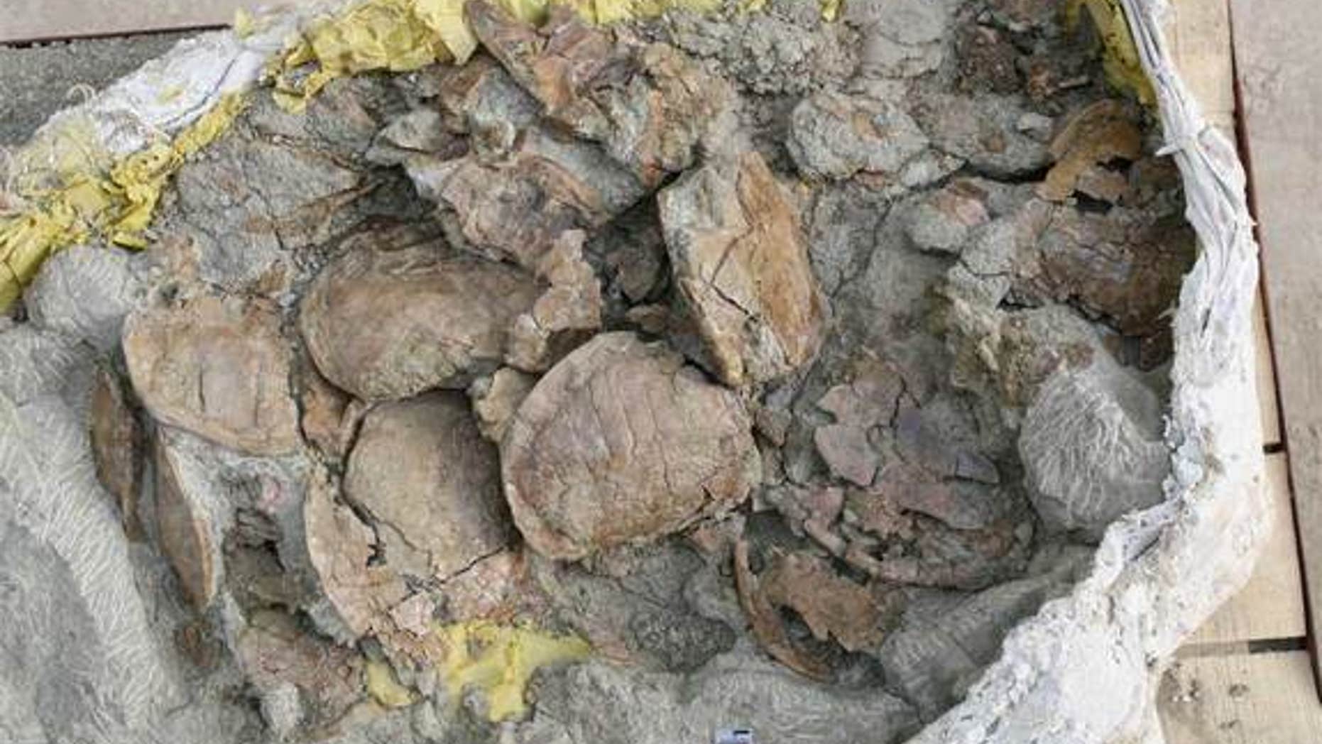 "This site has probably more than doubled the known number of individual turtles from the Jurassic," said University of Tübingen turtle expert Walter Joyce. "Some of the shells were stacked up on top of one another in the rock."