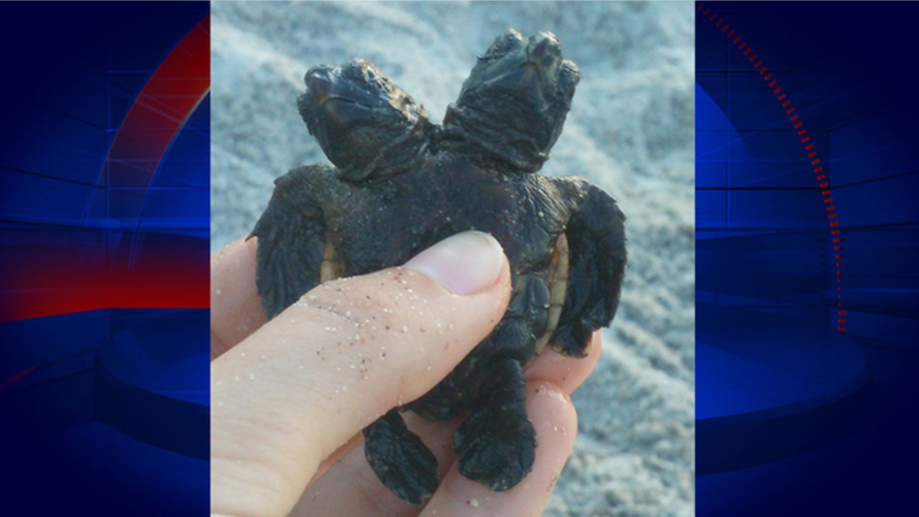 A marine research group found a turtle with two heads in Florida last week.