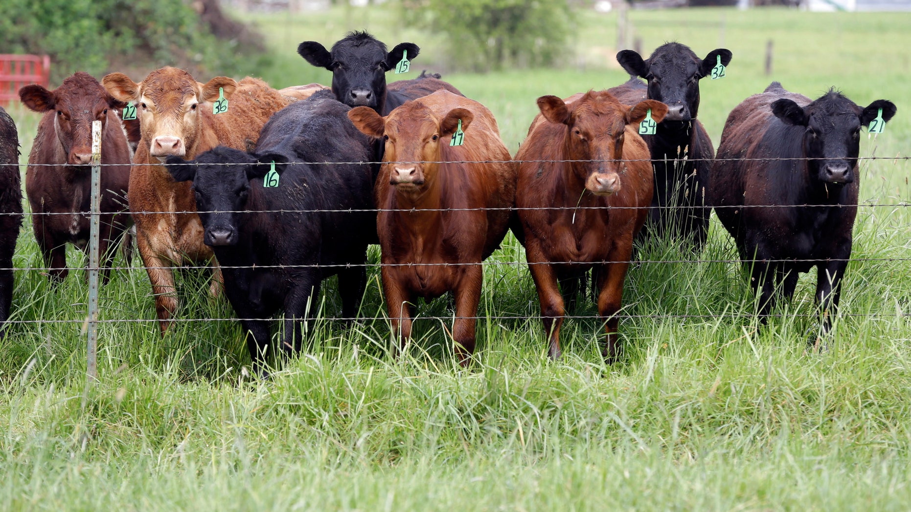 Grass-fed cattle gather on a farm.