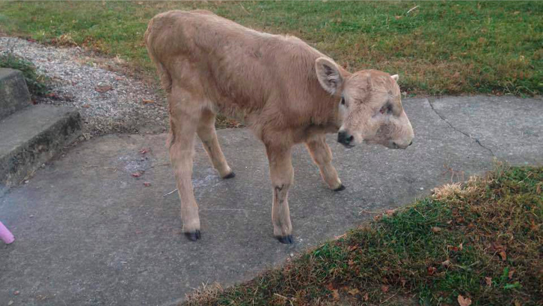 A photo provided by Brandy McCubbin, date not known, in Taylor County, Ky., shows a two-faced calf named Lucky, who died Monday, Jan. 2, 2017.