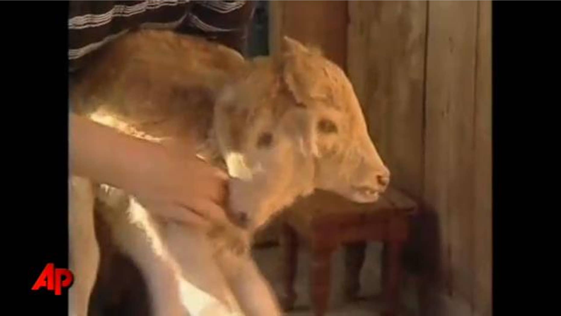 Georgian television on Friday broadcast pictures of a two-headed calf reportedly born in the village of Abedad.