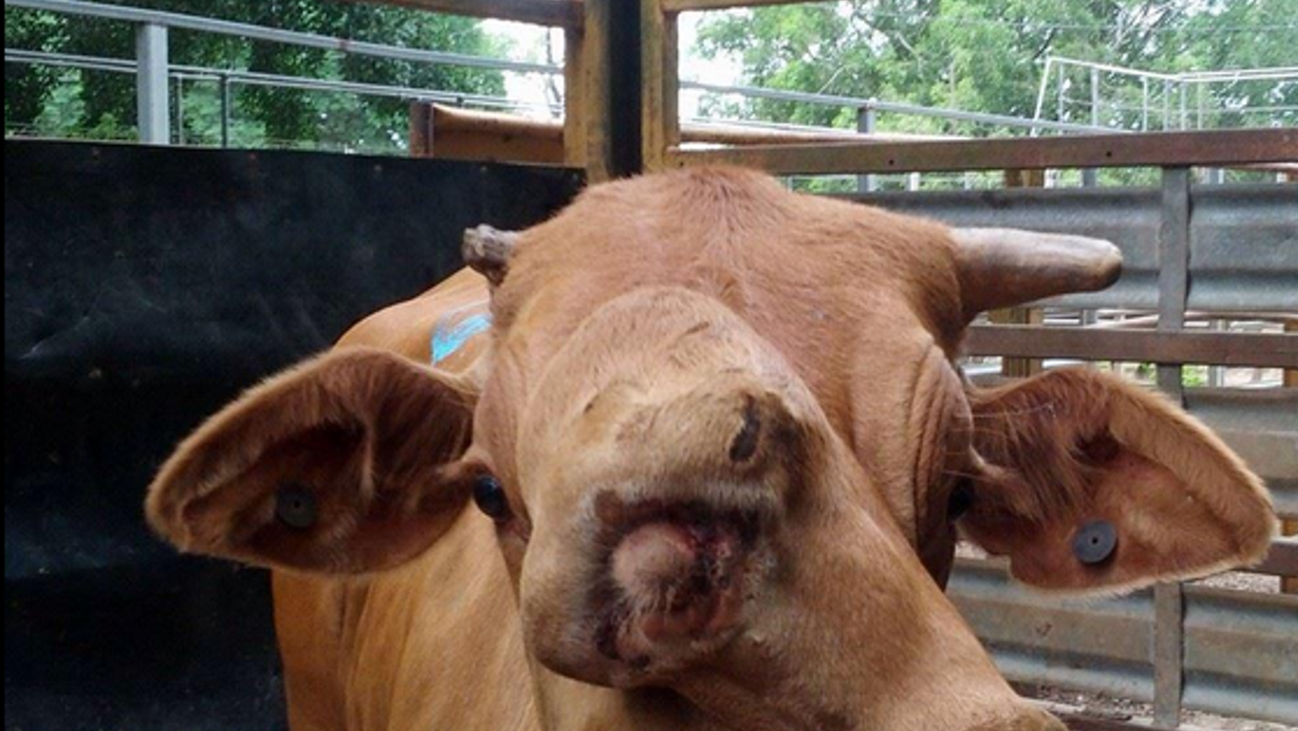 There's nothing wrong with the cow, at least from the neck down, say its former owners. (Twitter)