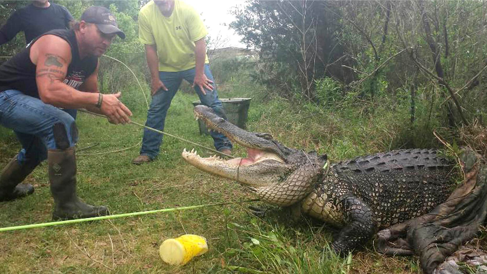 April 6, 2015: In this photo provided by Gary Saurage, Saurage stands near an alligator safely hauled out of a rural pond in Grove, Texas.