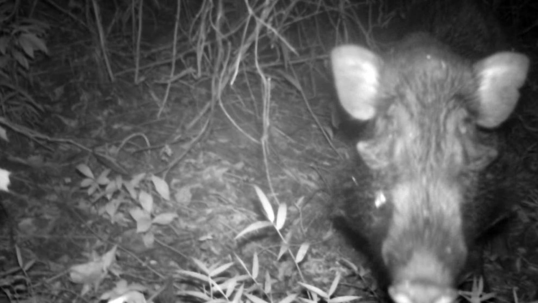 A Javan warty pig, a species dubbed the 'world's ugliest pig,' has been caught on camera in the wild for the first time (Act for Wildlife/Chester Zoo)