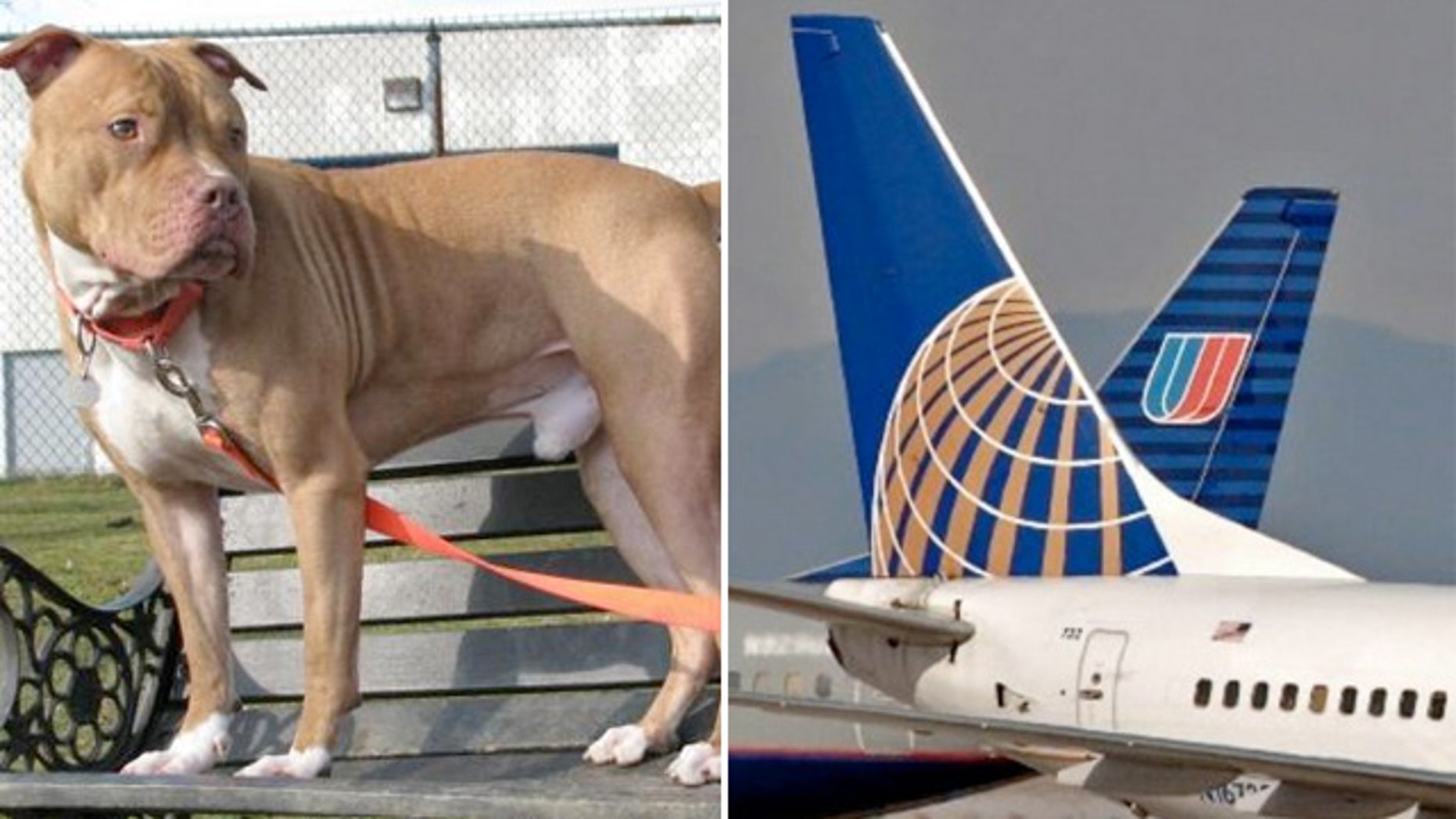 continental airlines pet safe