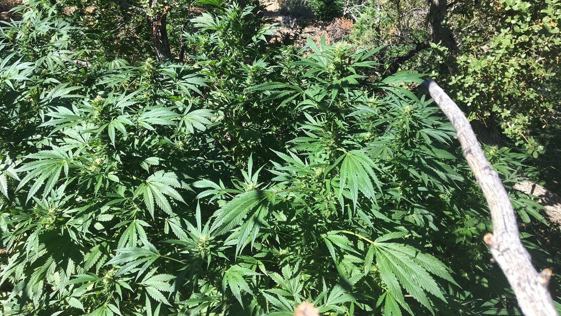 More than 10,200 marijuana plants were seized from San Bernardino National Forest.