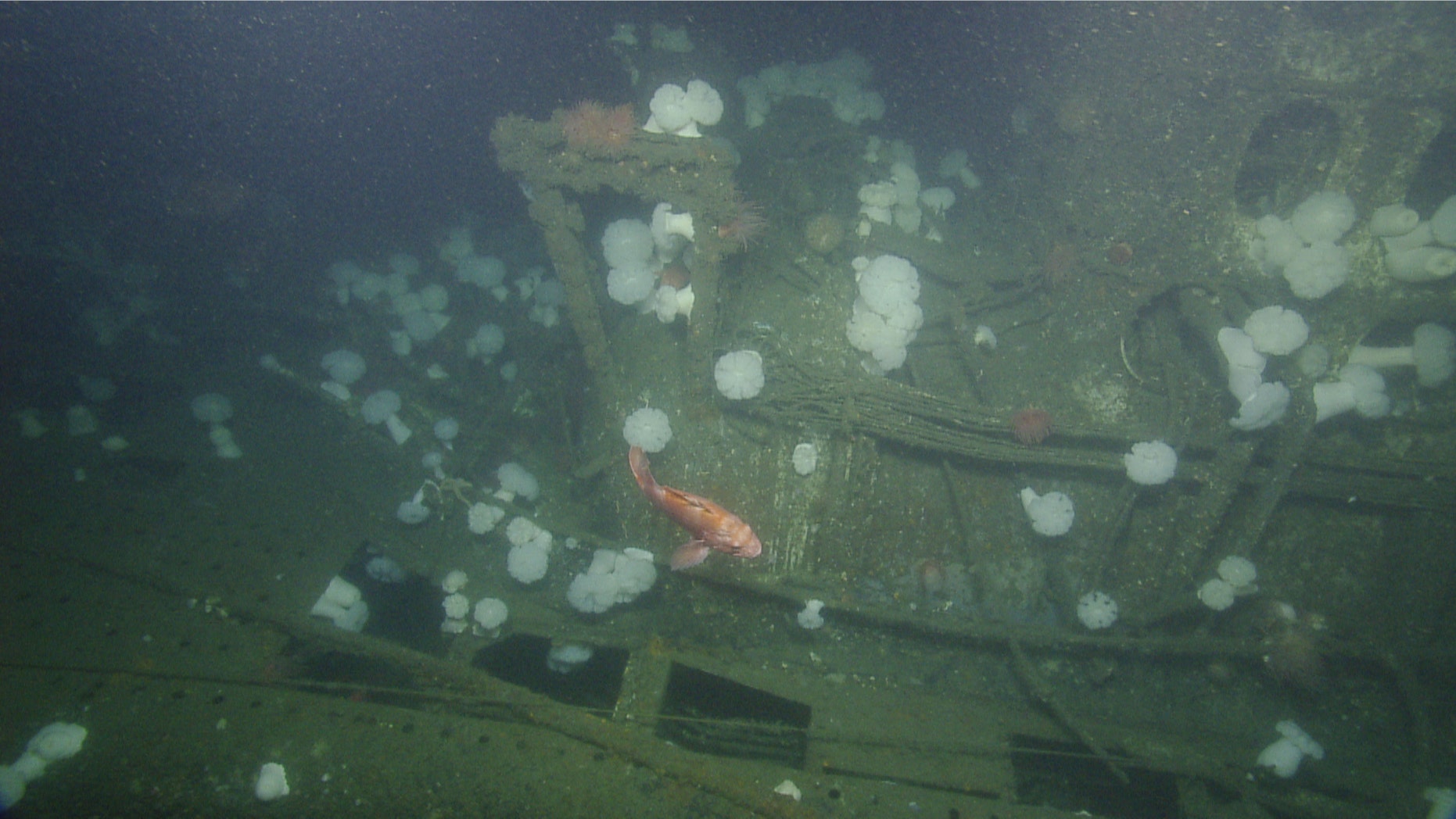 The wreck of the USS Bugara (OET/Nautilus Live).