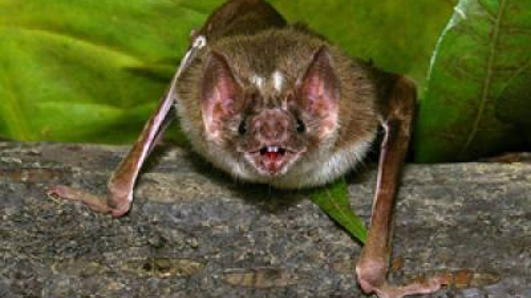 The vampire bat, Desmodus rotundus, must find a blood meal every 1-2 days to survive. Razor sharp teeth and infrared-sensing "pit organs" surrounding its nose help the bat achieve this goal.
