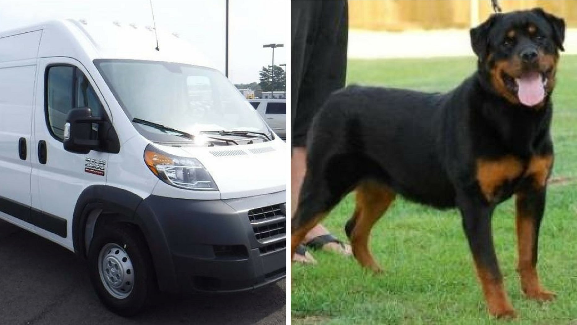 Authorities on Thursday located a stolen van with more than a dozen show dogs inside.