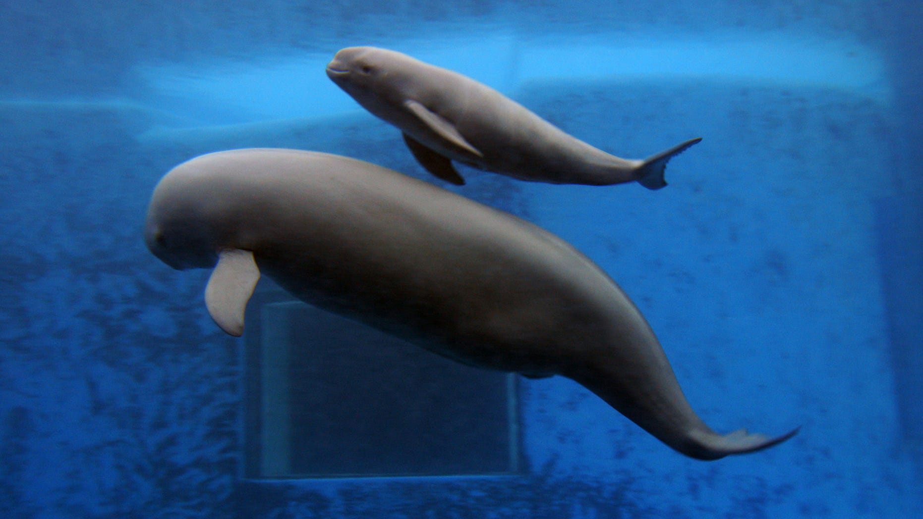 WUHAN, CHINA - JUNE 3: (CHINA OUT) A newly born Yangtze finless porpoise (top) swims with his mother at the Hydrobiology Institute of the Chinese Academy of Sciences on June 3, 2007 in Wuhan of Hubei Province, China. A male Yangtze finless porpoise, a cousin of the baiji dolphin and the sixth in the hydrobiology institute, was born on June 2 with 2.3 feet long and 11 pounds weight. Yangtze finless porpoise is the only porpoise in the world that lives in freshwater and the small dark grey mammal classified as endangered by the IUCN which meaning it is facing a very high risk of extinction in the wild. (Photo by China Photos/Getty Images)