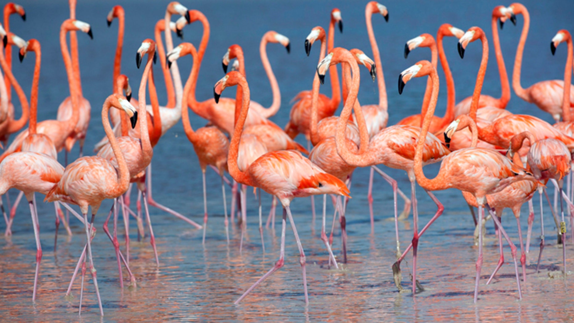 Celebs like Kendall Jenner and numerous Instagram models seem to have decided that copying the pink bird in bending one knee so you are standing on one leg is all the rage.
