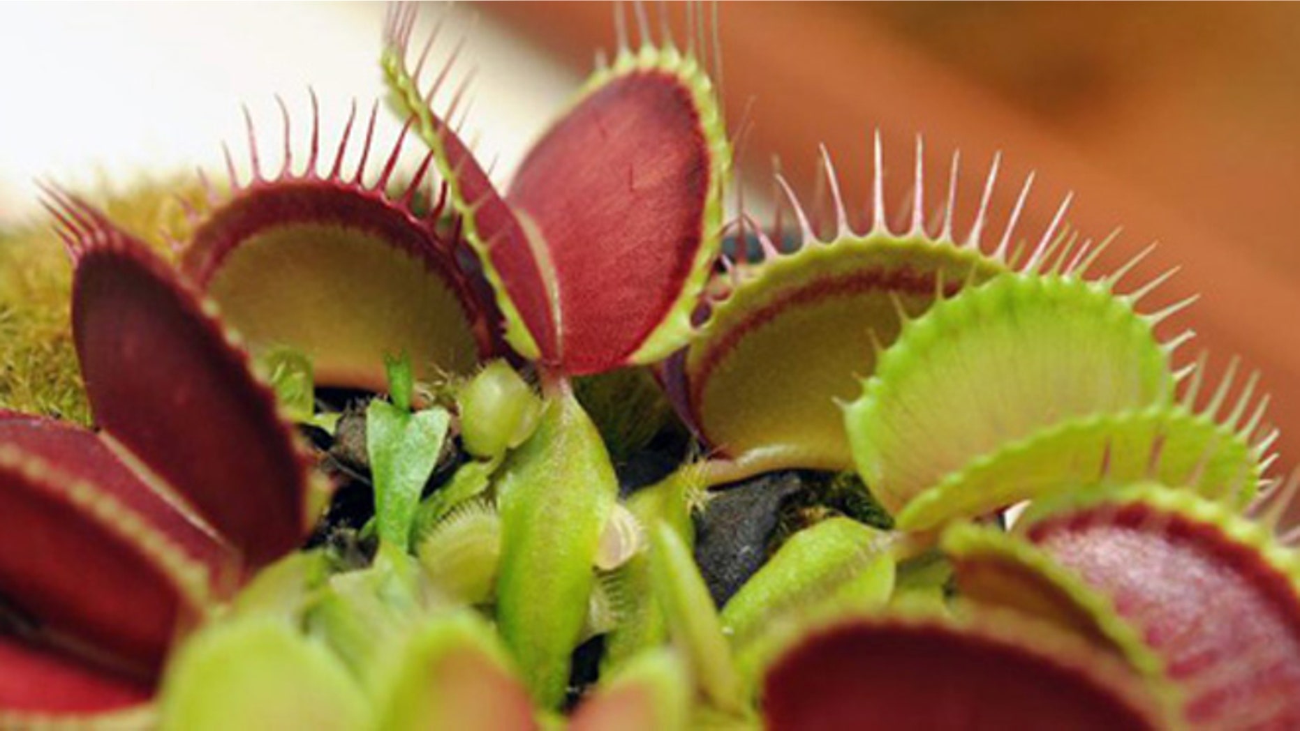Scientists probe mystery of venus fly trap Fox News Scientists probe mystery of venus fly trap Fox News