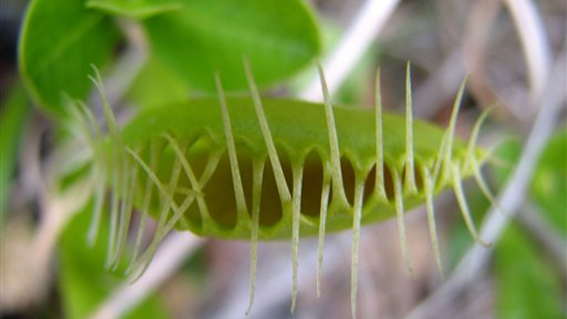 In a 2009 photo provided by The Nature Conservancy, a Venus flytrap is open, in the Green Swamp Preserve in Brunswick County, N.C. Three Brunswick county residents were arrested Monday, Jan. 24, 2012 charged with poaching Venus flytraps from The Nature Conservancys Green Swamp Preserve. The flytraps have been returned safely to their home in the swamp.