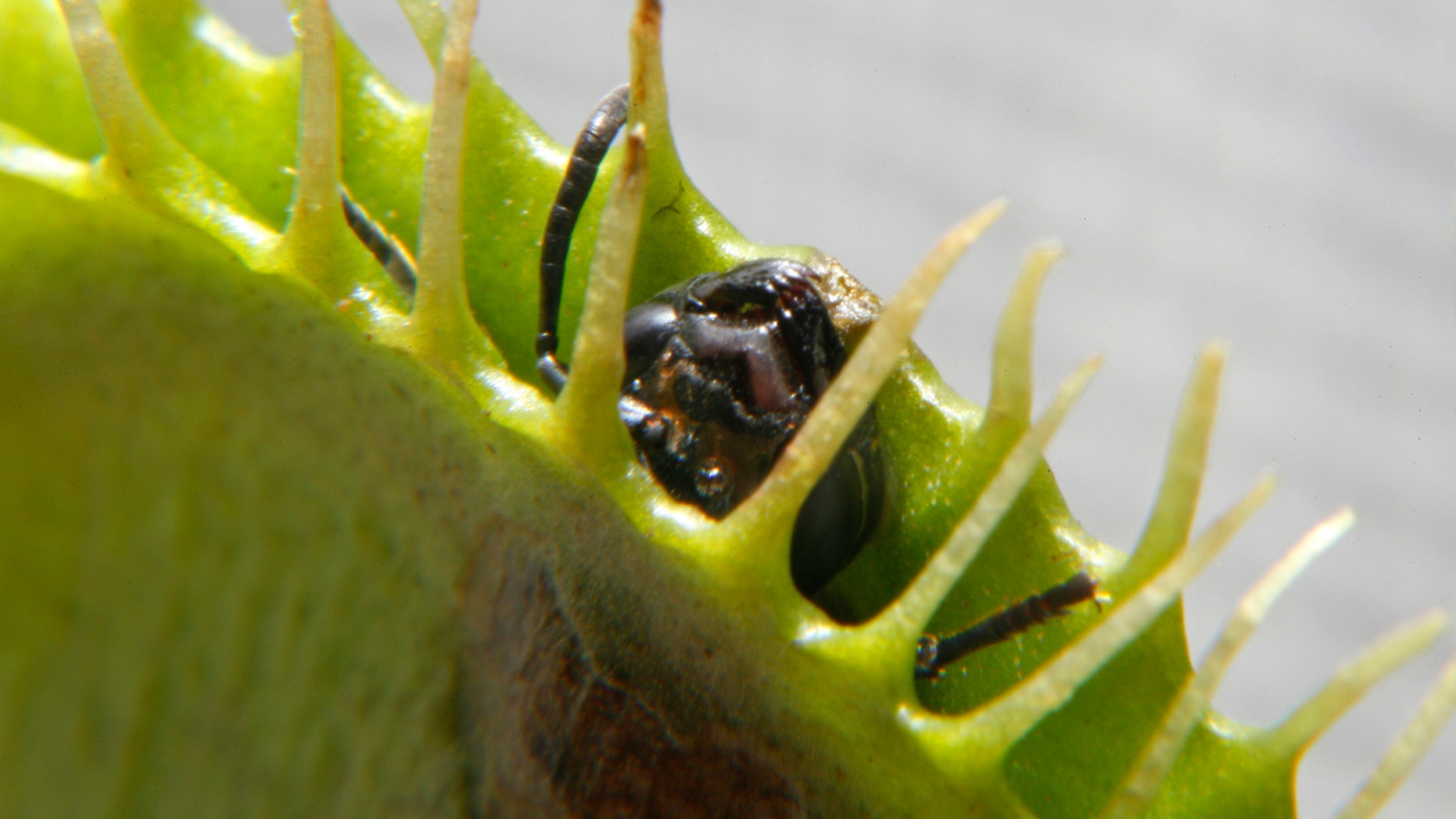 An ant dies after an unsuccessful attempt to escape a Venus Flytrap in Singapore June 23, 2009. (REUTERS/David Loh)