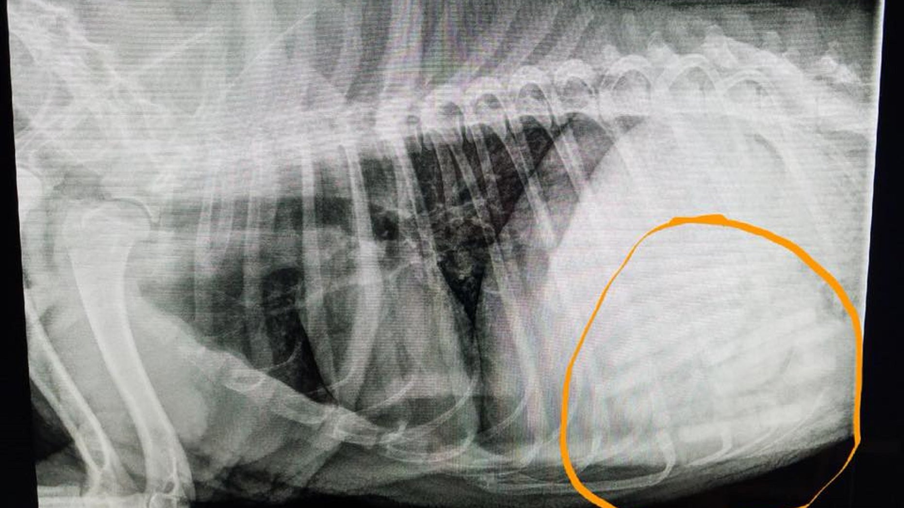 A vet in Oklahoma said he operated on a dog who had 21 pacifiers in her stomach.