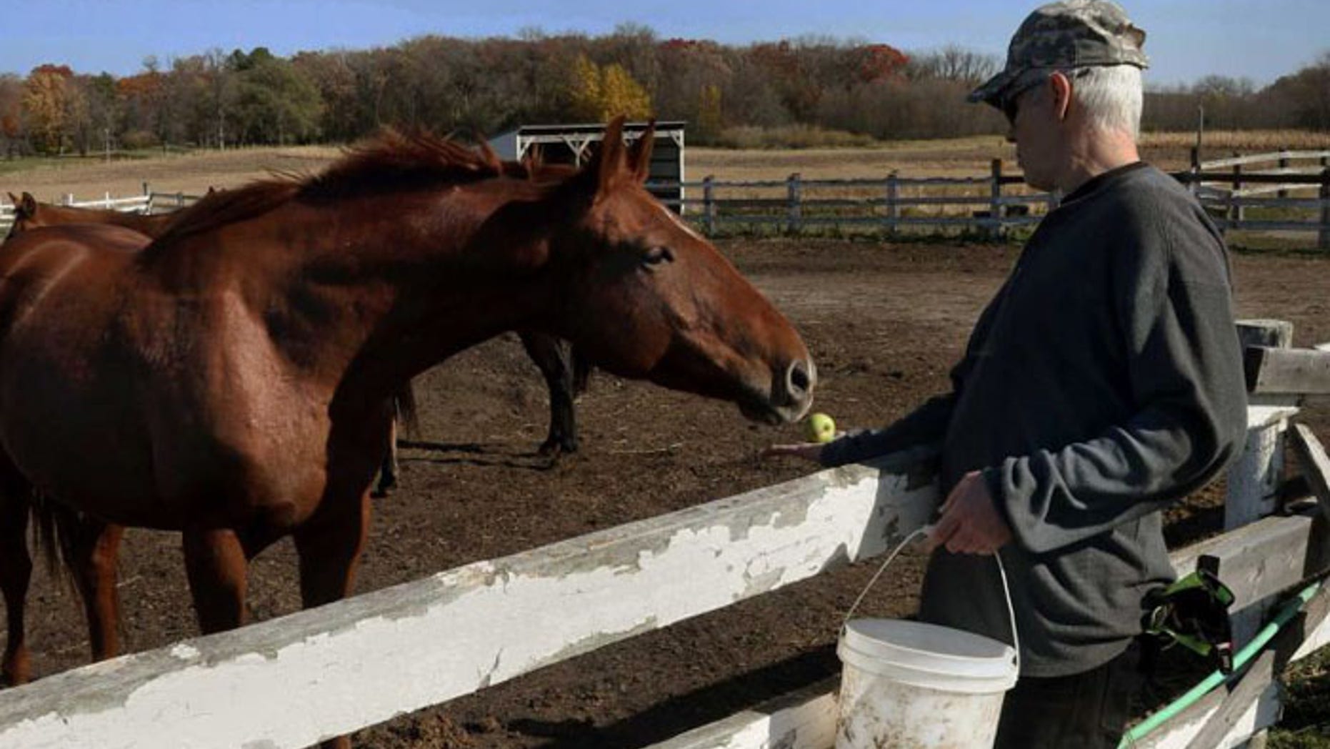 Randy Johnson offers an apple to a horse at Eagle's Healing Nest, a retreat for veterans, in Sauk Centre, Minn. (AP Photo/Jim Mone)