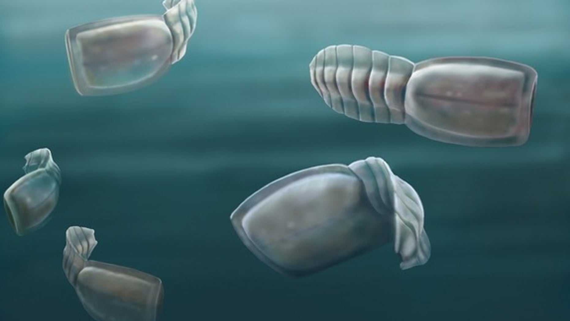 500-million-year-old swimming filter-feeders called vetulicolians have been a mystery since their discovery more than a century ago. Now, with the discovery of new vetulicolian fossils on Kangaroo Island off of Australia, researchers at the Uni