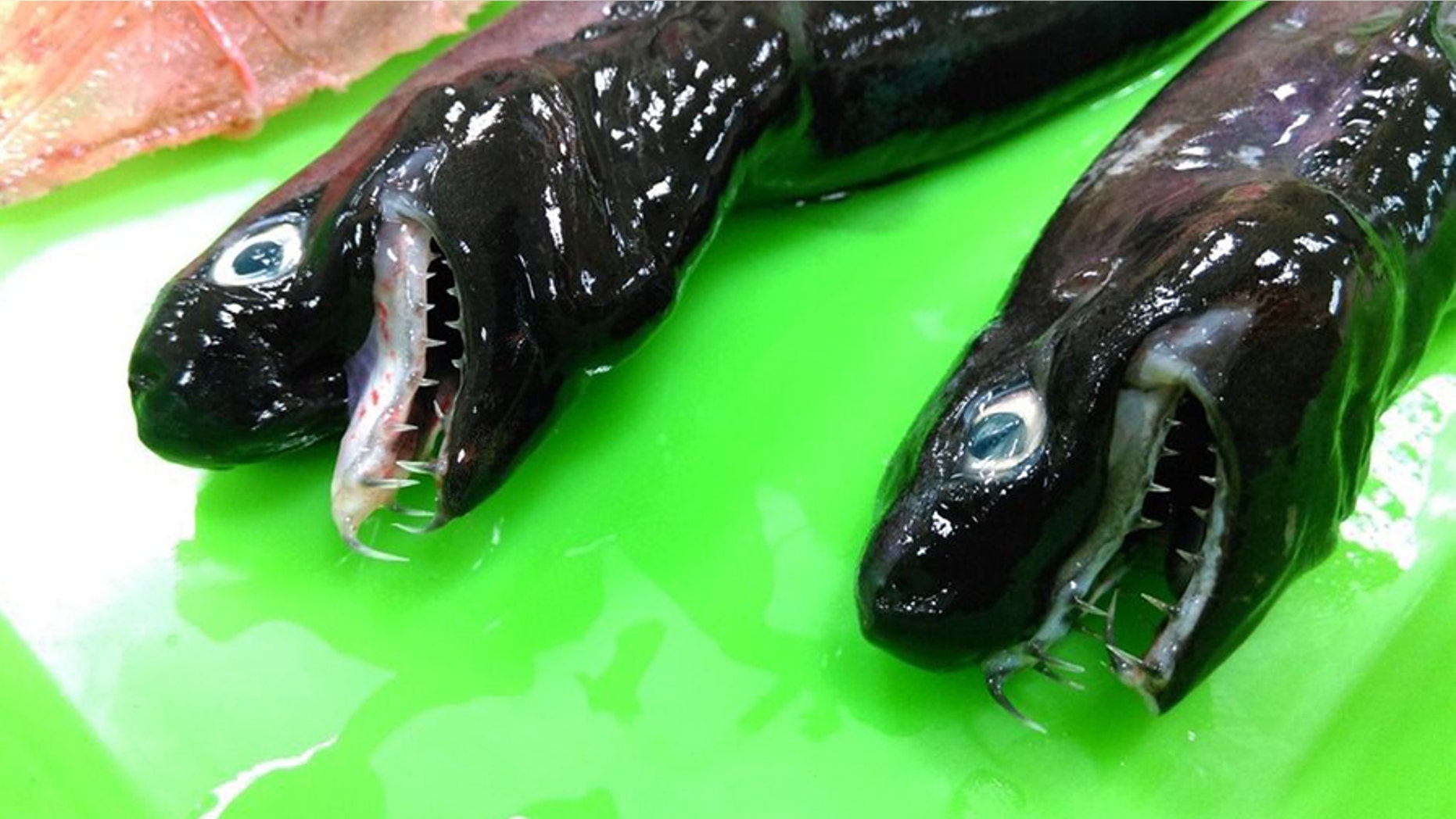 Credit: Ministry of Fishery