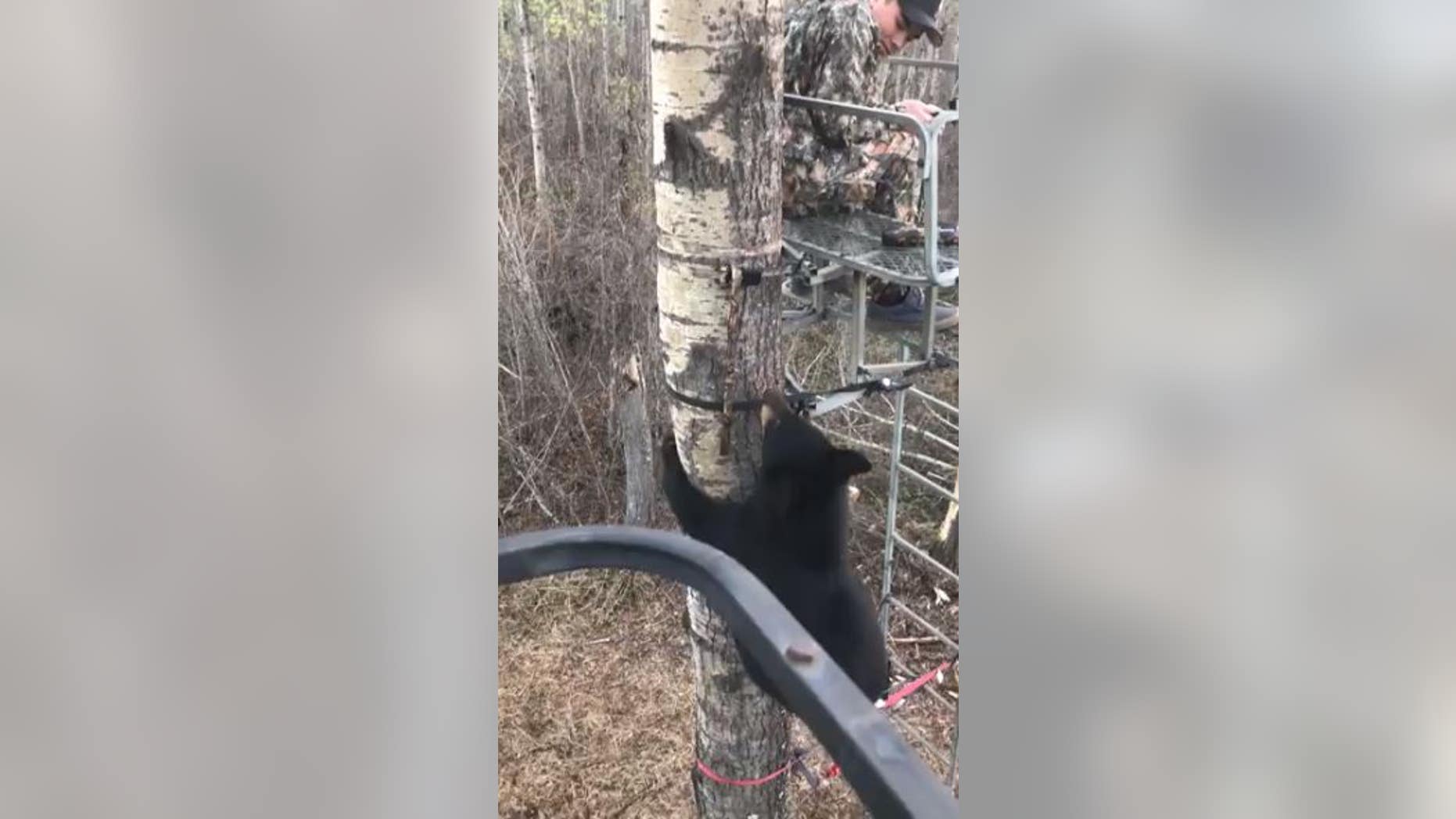 A video has gone viral of a teenager keeping his composure while a curious cub climbs up to investigate.