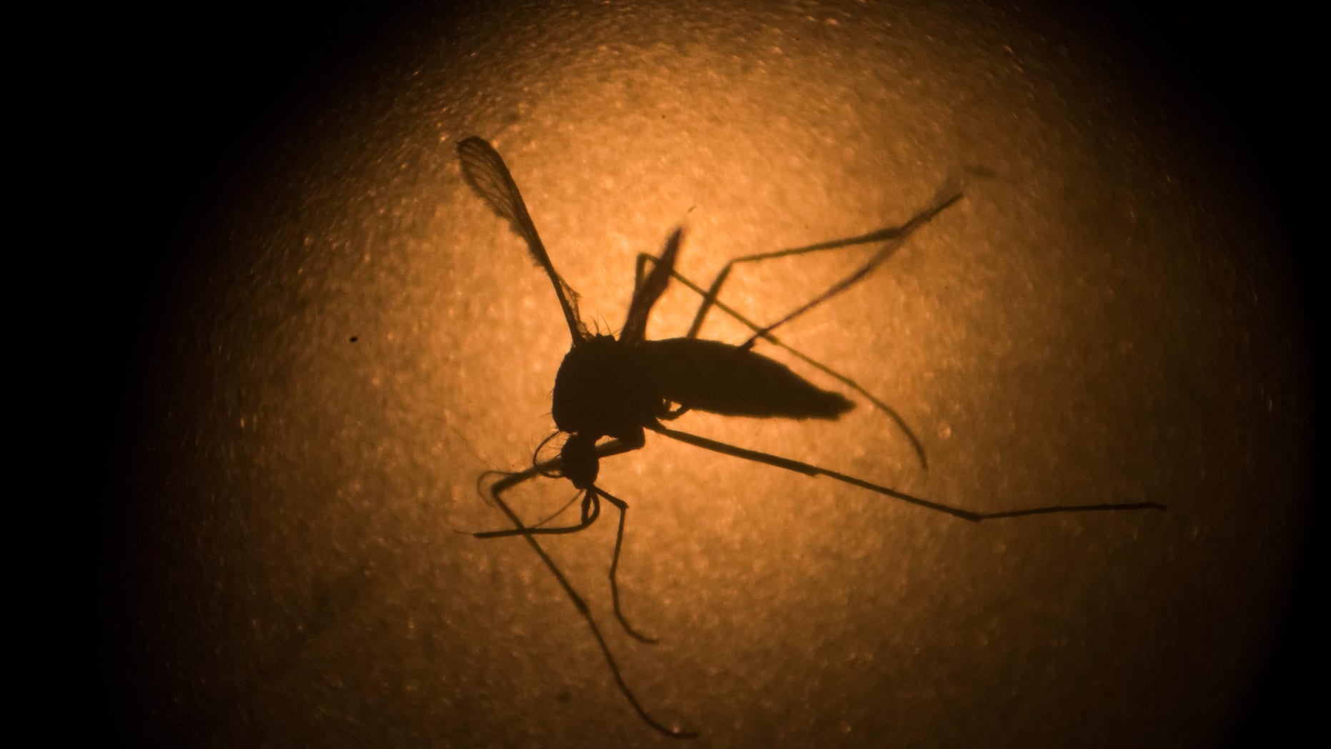In this Jan. 27, 2016, file photo, an Aedes aegypti mosquito is photographed through a microscope at the Fiocruz institute in Recife, Pernambuco state, Brazil. (AP Photo/Felipe Dana, File)