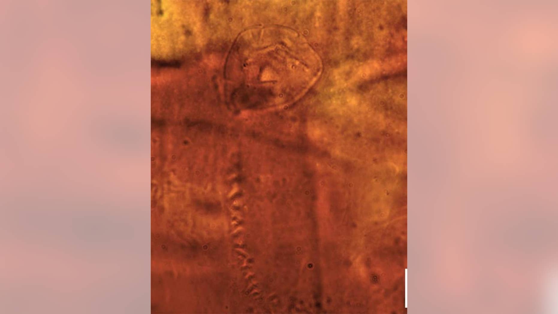 About 200 million years ago, a leech released a slimy mucous cocoon that unwittingly encased and trapped a bizarre animal with a springy tail, preserving it for eternity, or until researchers discovered the teardrop-shape creature in Antarctica
