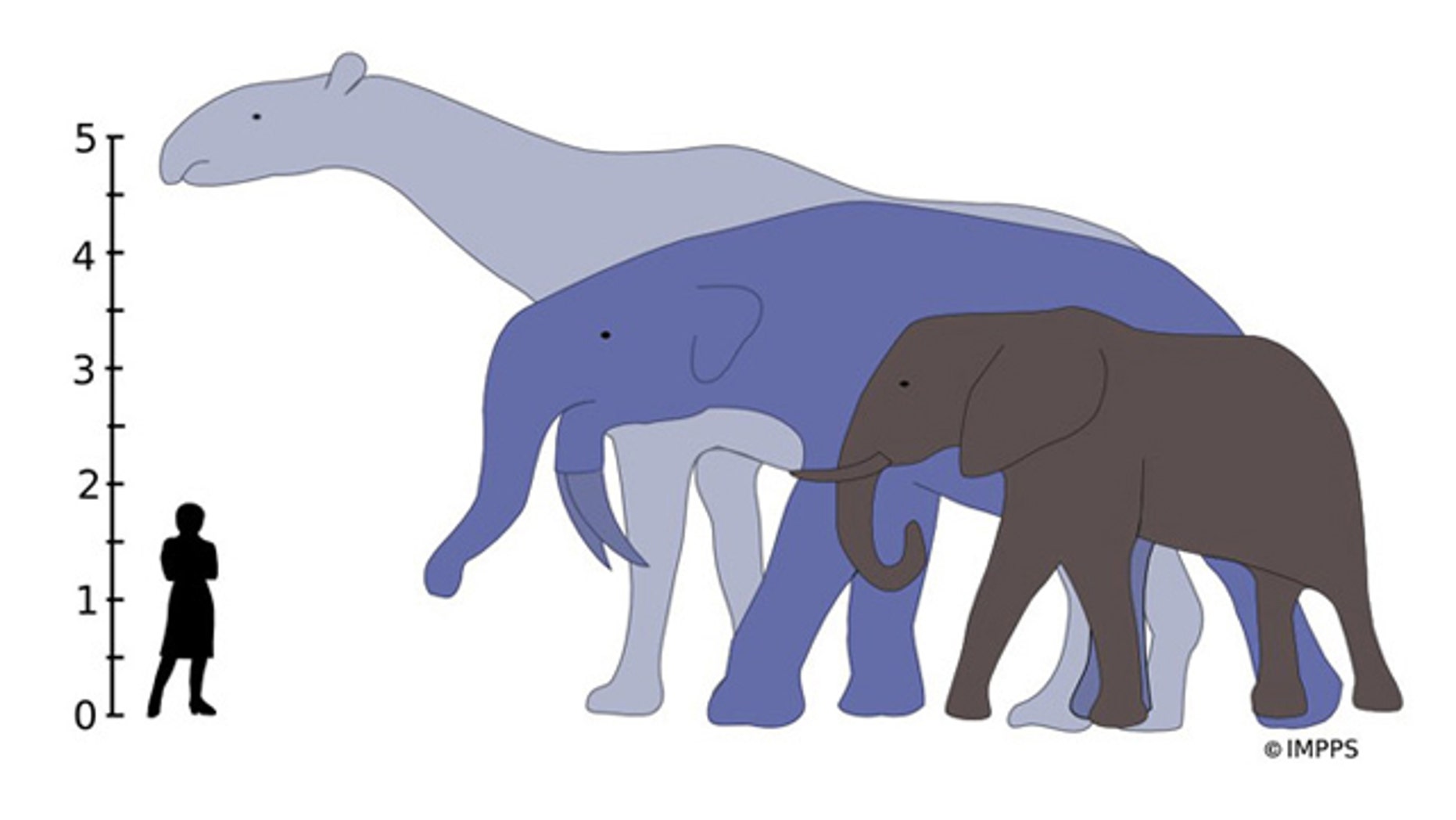 The largest land mammals that ever lived, Indricotherium and Deinotherium, would have towered over the living African elephant. The tallest on diagram, Indricotherium, an extinct rhino relative, lived between 37 and 23 million years ago, while Deinotherium (an extinct relative of modern elephants) was around from 8.5 million to 2.7 million years ago