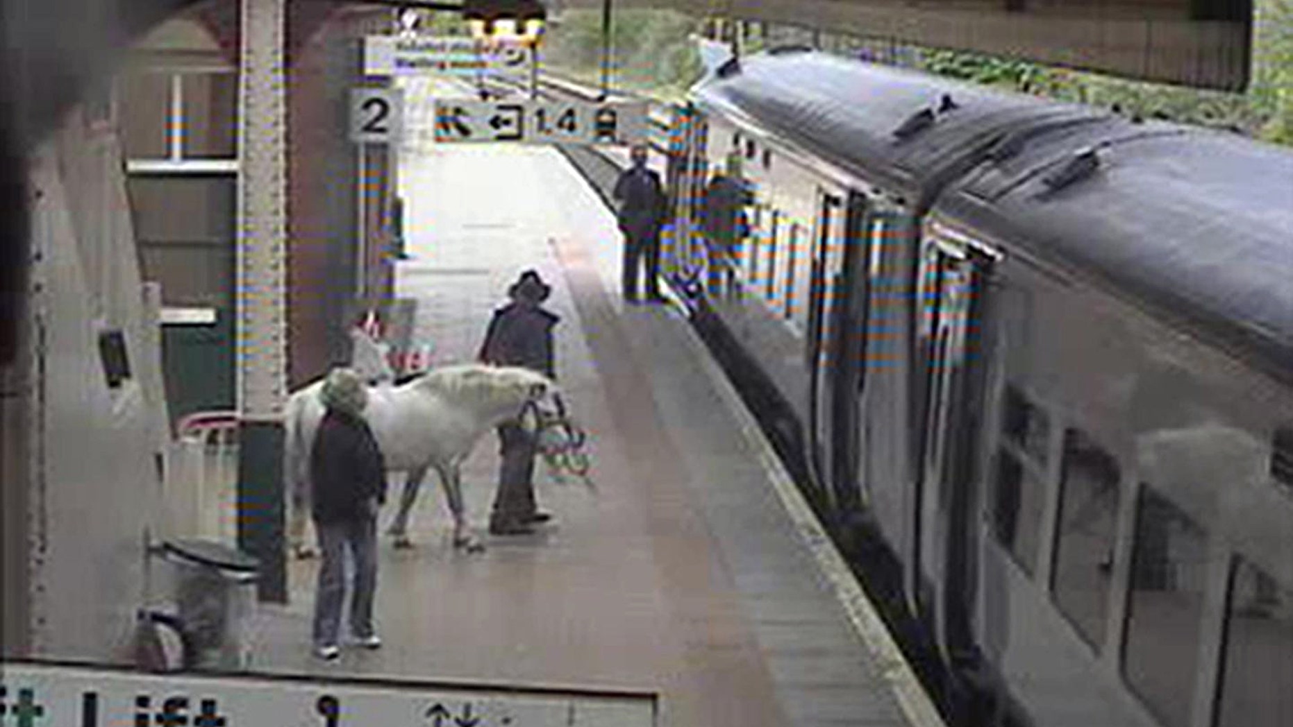 In this image released Wednesday May 18, 2011, by Arriva Trains Wales, showing an unidentified man as be attempts to board a train with a pony, for a journey from Wrexham to Holyhead, Wales, on Saturday May 14, 2011. The man attempted to buy a ticket for himself and the pony before taking the animal into a lift to get to the train platform, but was stopped from boarding the train. The man left the station on foot and it is not known how he continued the journey of nearly 100 miles. (AP/Arriva Trains Wales)