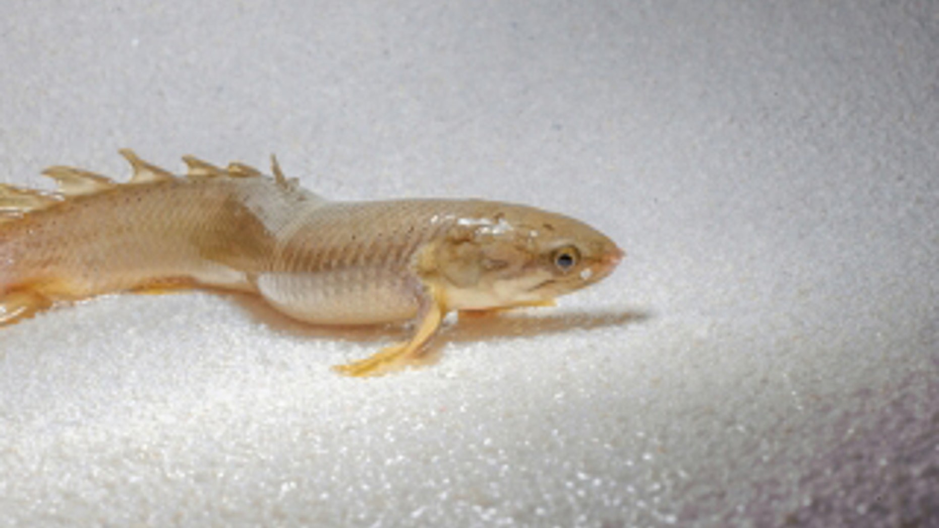 Image of Polypterus, studied in research conducted at McGill University by Hans Larsson, Trina Du, and the University of Ottawa's Emily Standen.