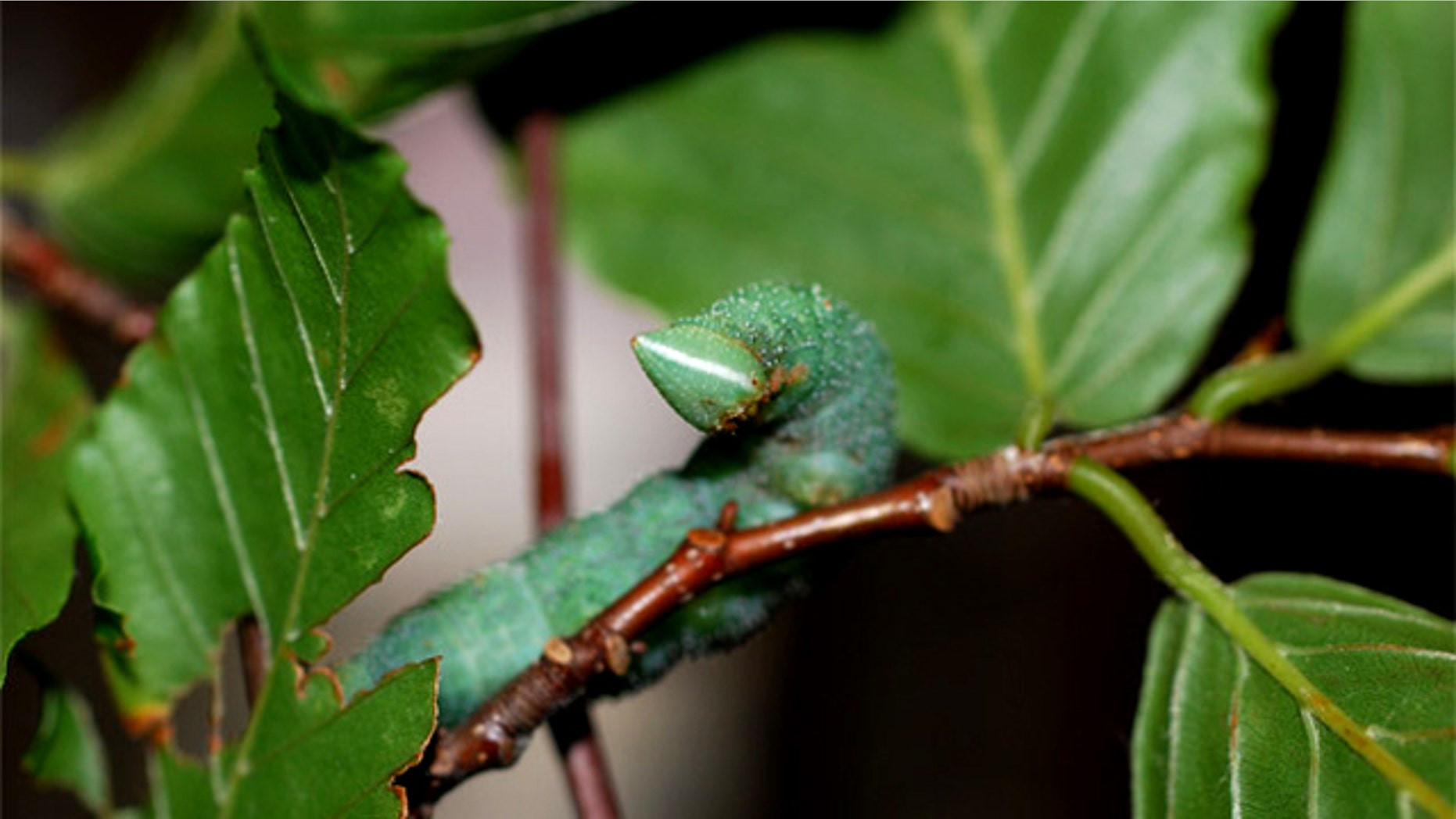 The walnut sphinx caterpillar, a type of moth larva, can whistle out holes in its side, noises that can fend off attacking birds.