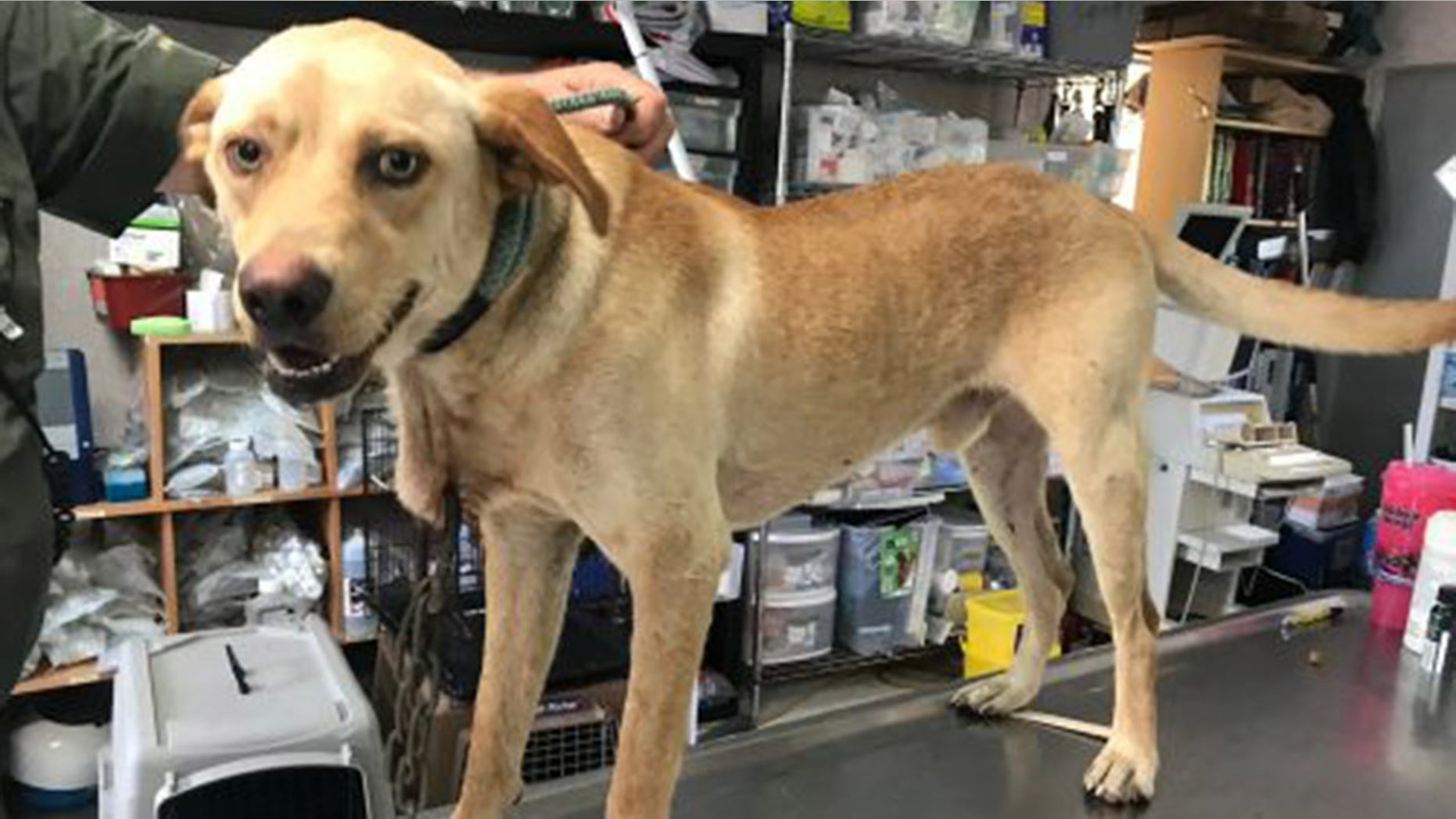 Woodrow, found with a metal carabiner through his neck, has healed from his injuries, but the search of a culprit continues.