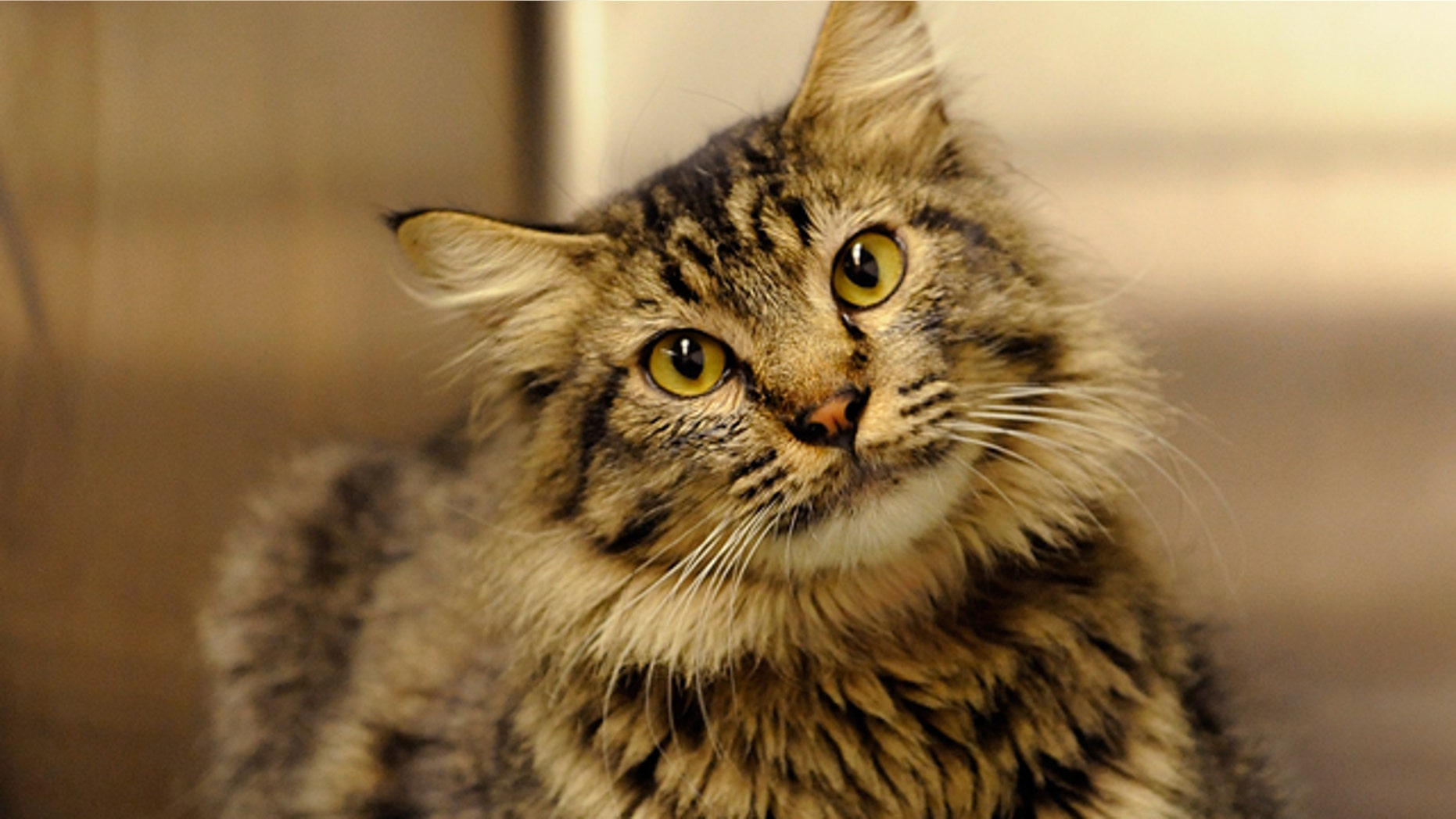 Charles the cat traveled 1,300 miles from his home in New Mexico to Chicago, where he was picked up as a stray. (AP)