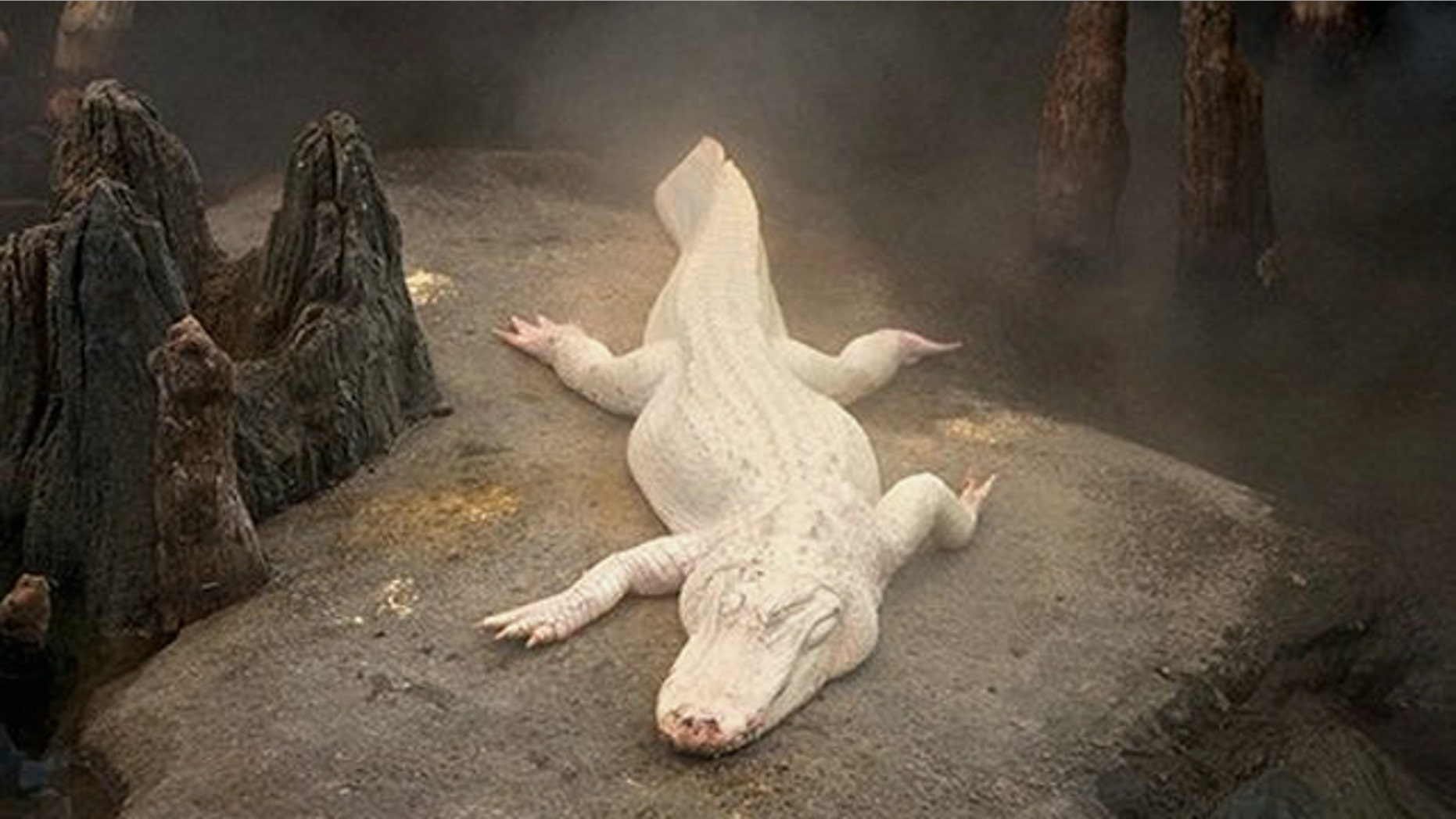 Claude, a white alligator and museum favorite, is about to celebrate his 15th birthday.