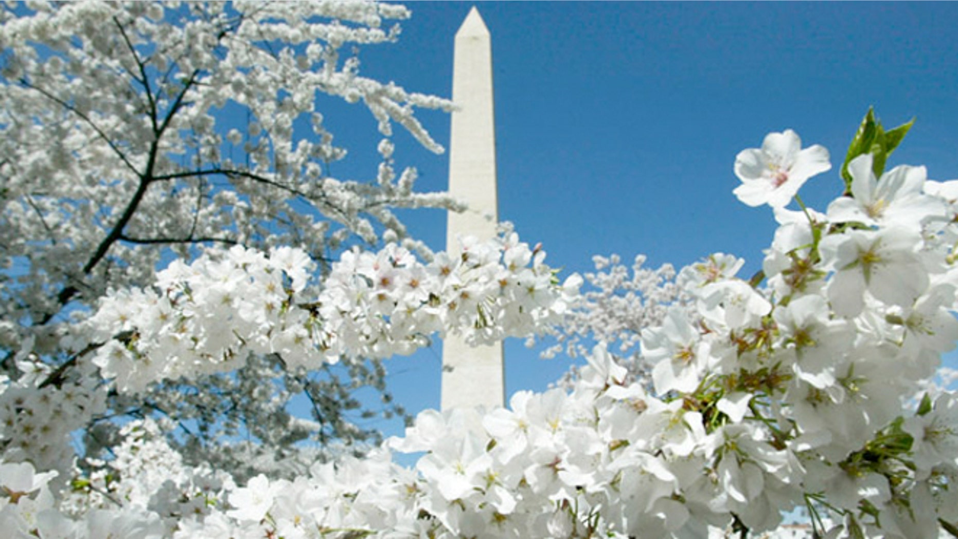 The National Momument during full bloom.