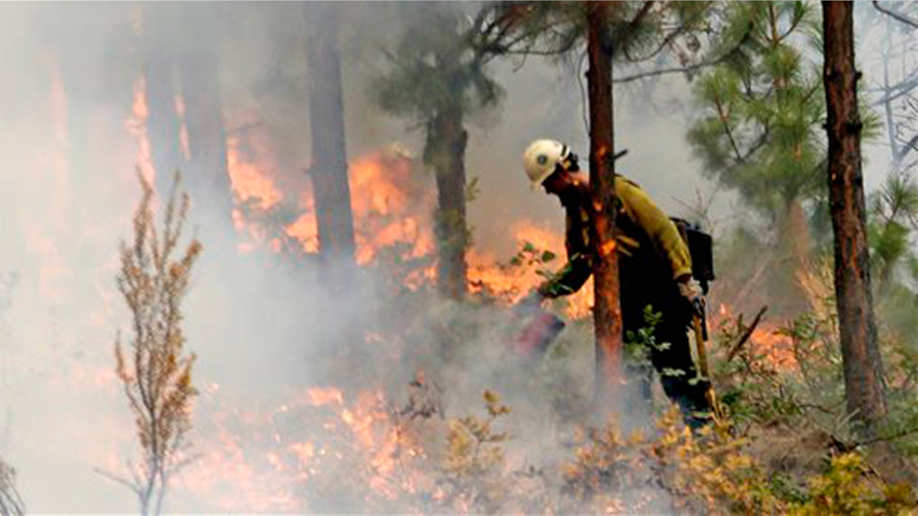 Aug. 27, 2015: A firefighter uses a drip torch to burn the edges of an area up to a fire break in Chelan, Wash. The complex of fires burning throughout the area are the largest in state history.